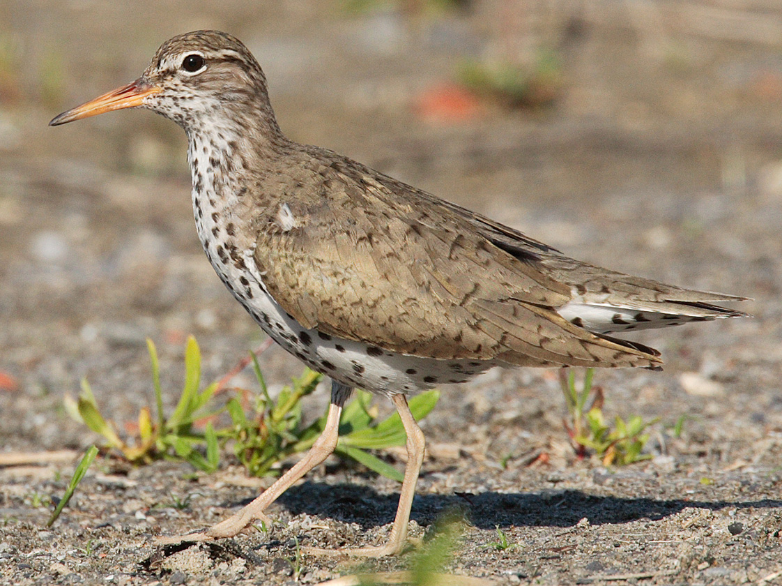 Spotted Sandpiper wallpaper