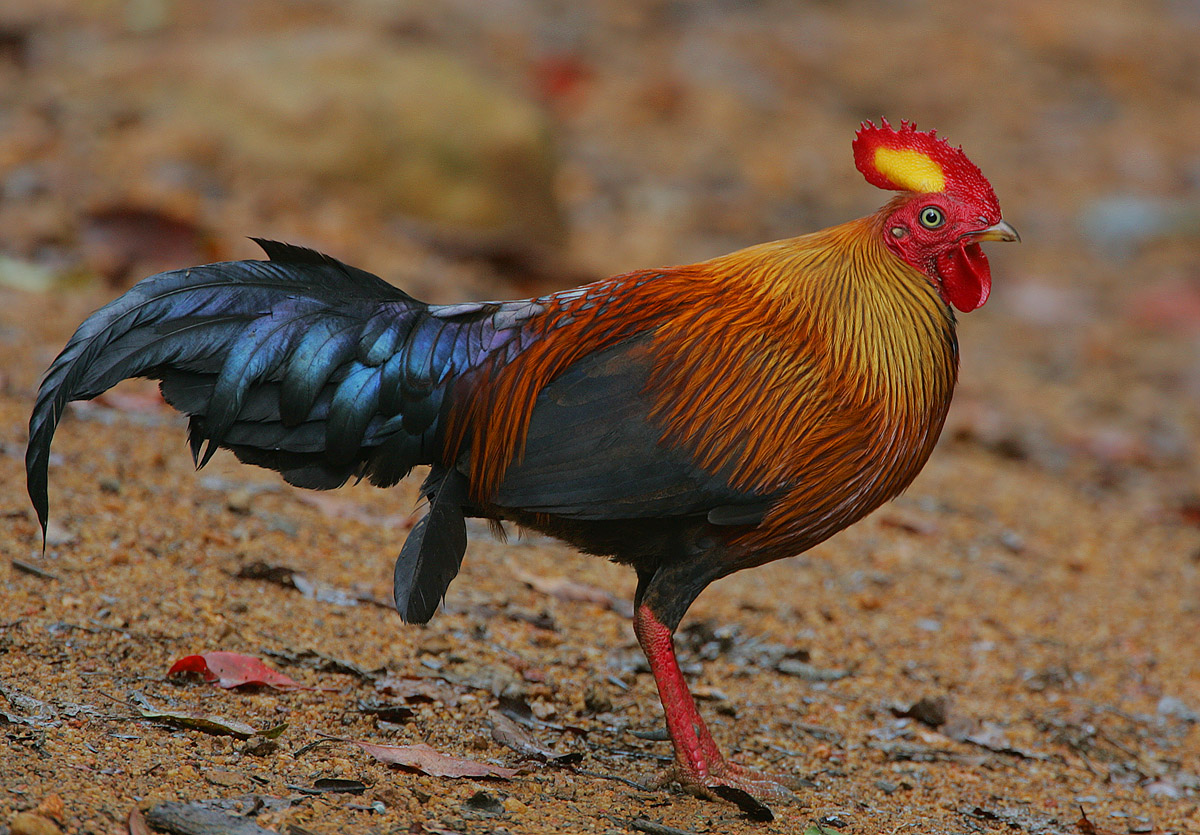 Ceylon Junglefowl wallpaper