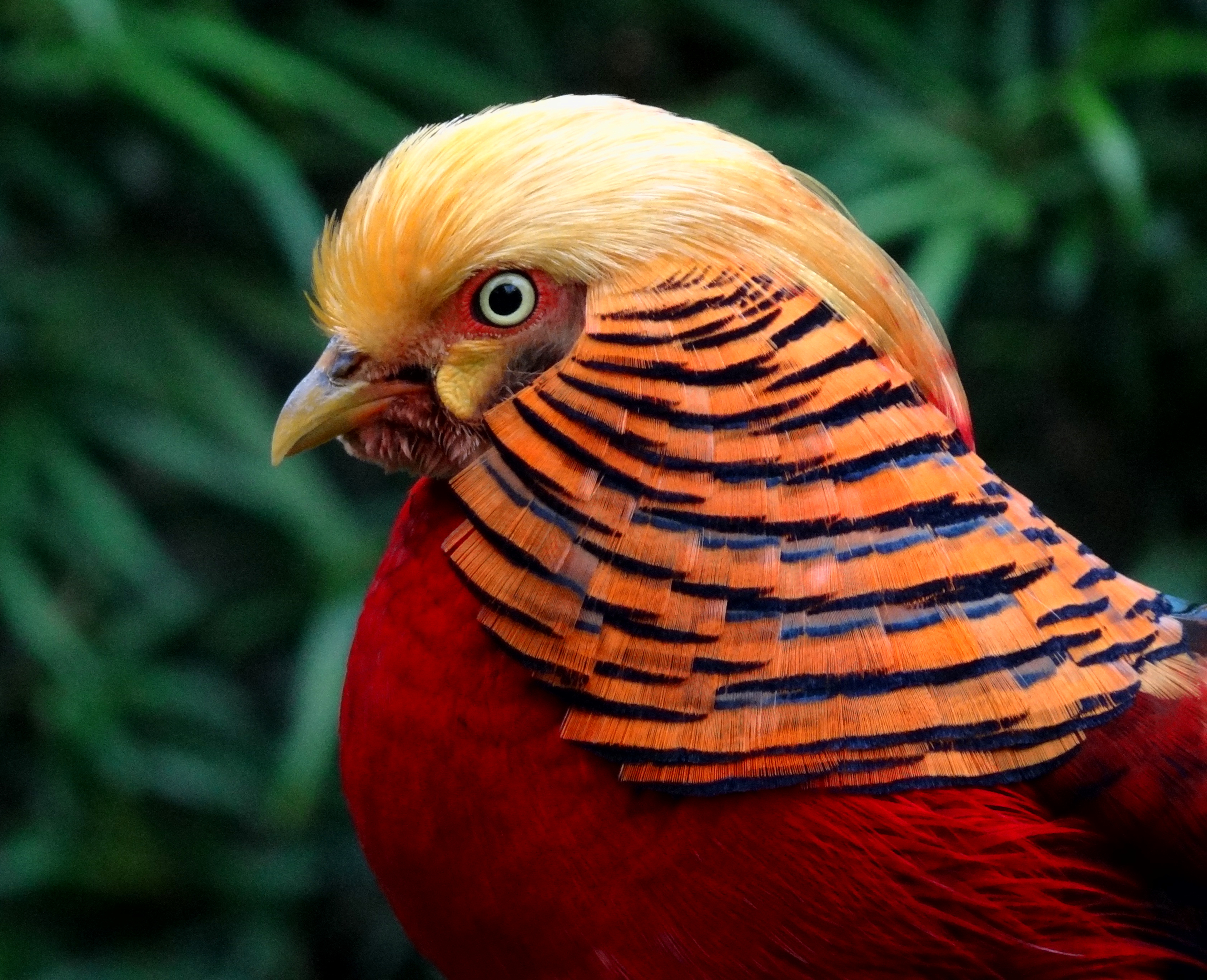 Golden Pheasant wallpaper