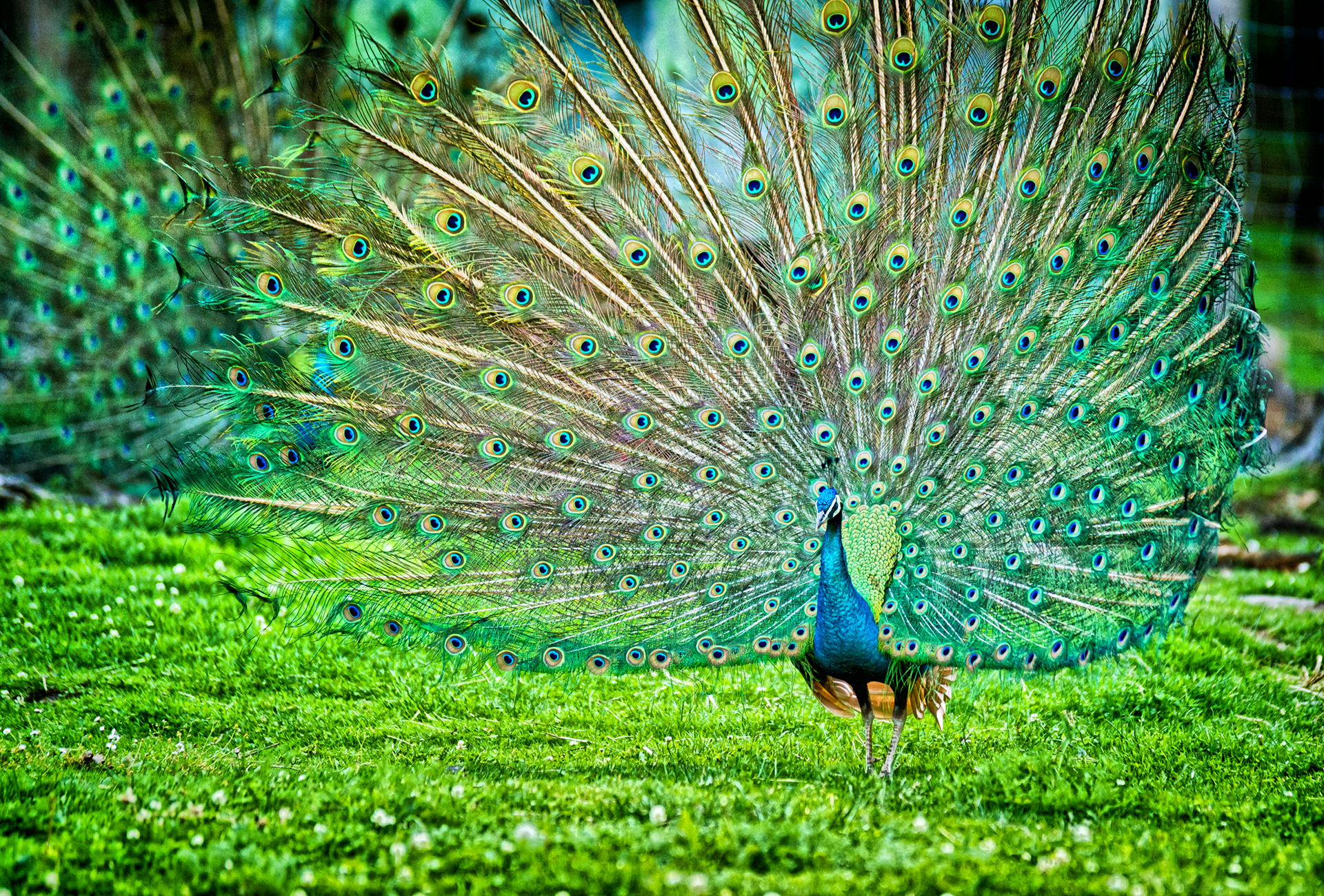 Indian Peafowl wallpaper