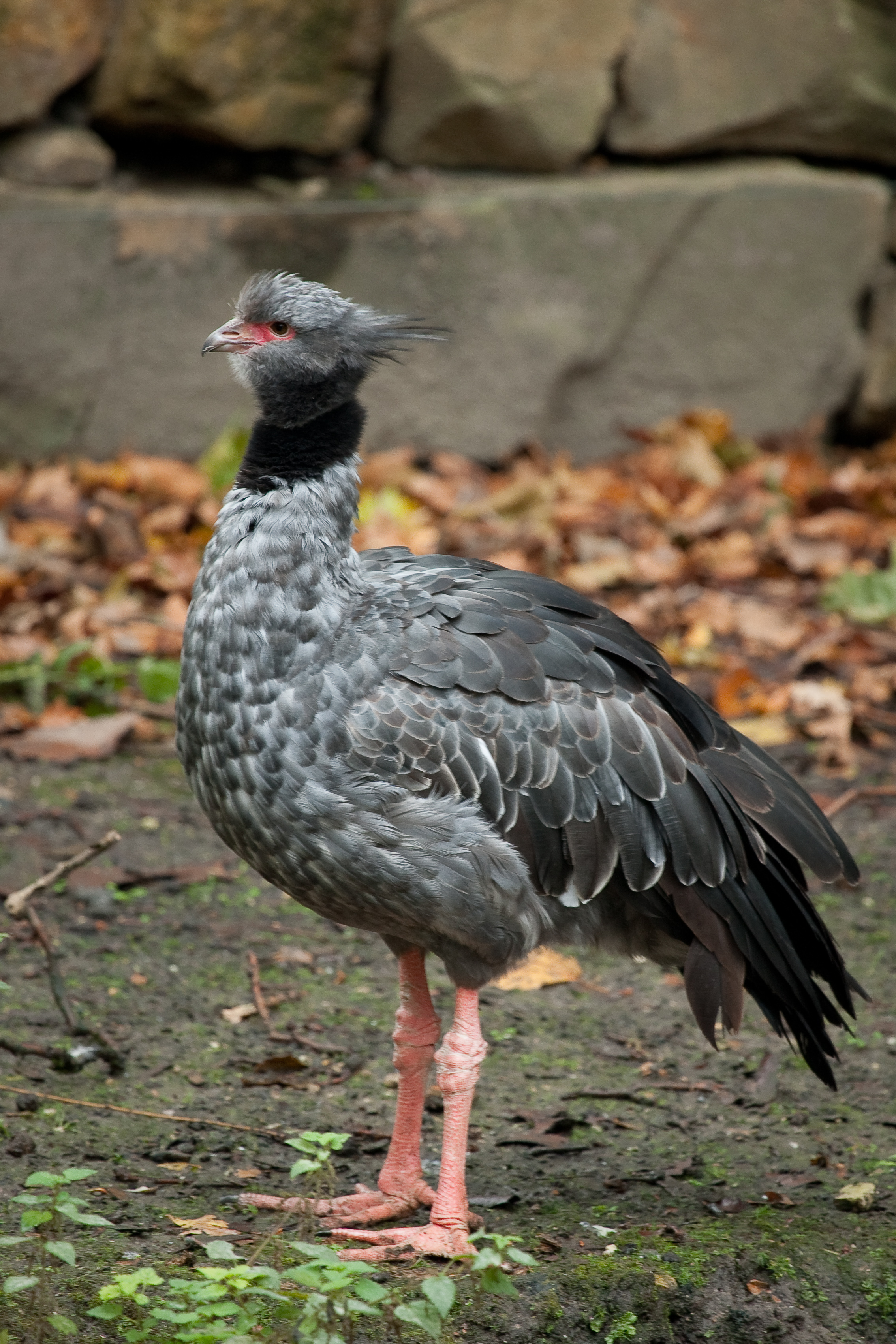 Southern Screamer wallpaper