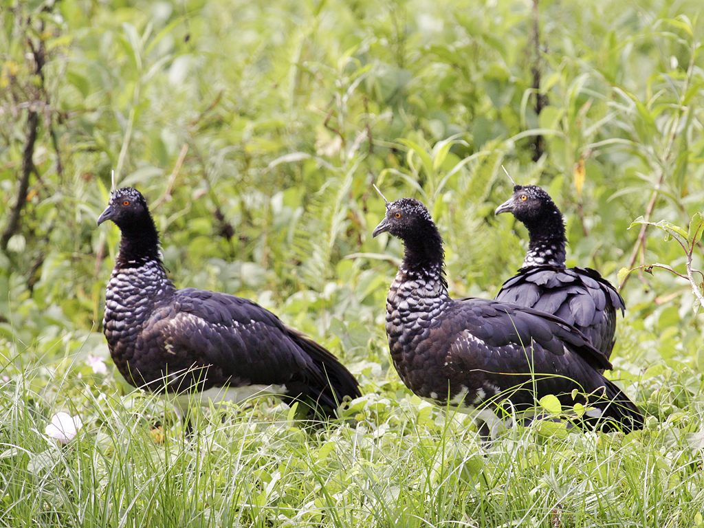 Horned Screamer wallpaper