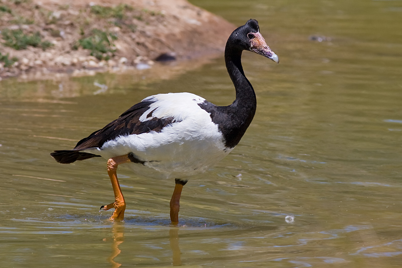 Magpie-goose wallpaper