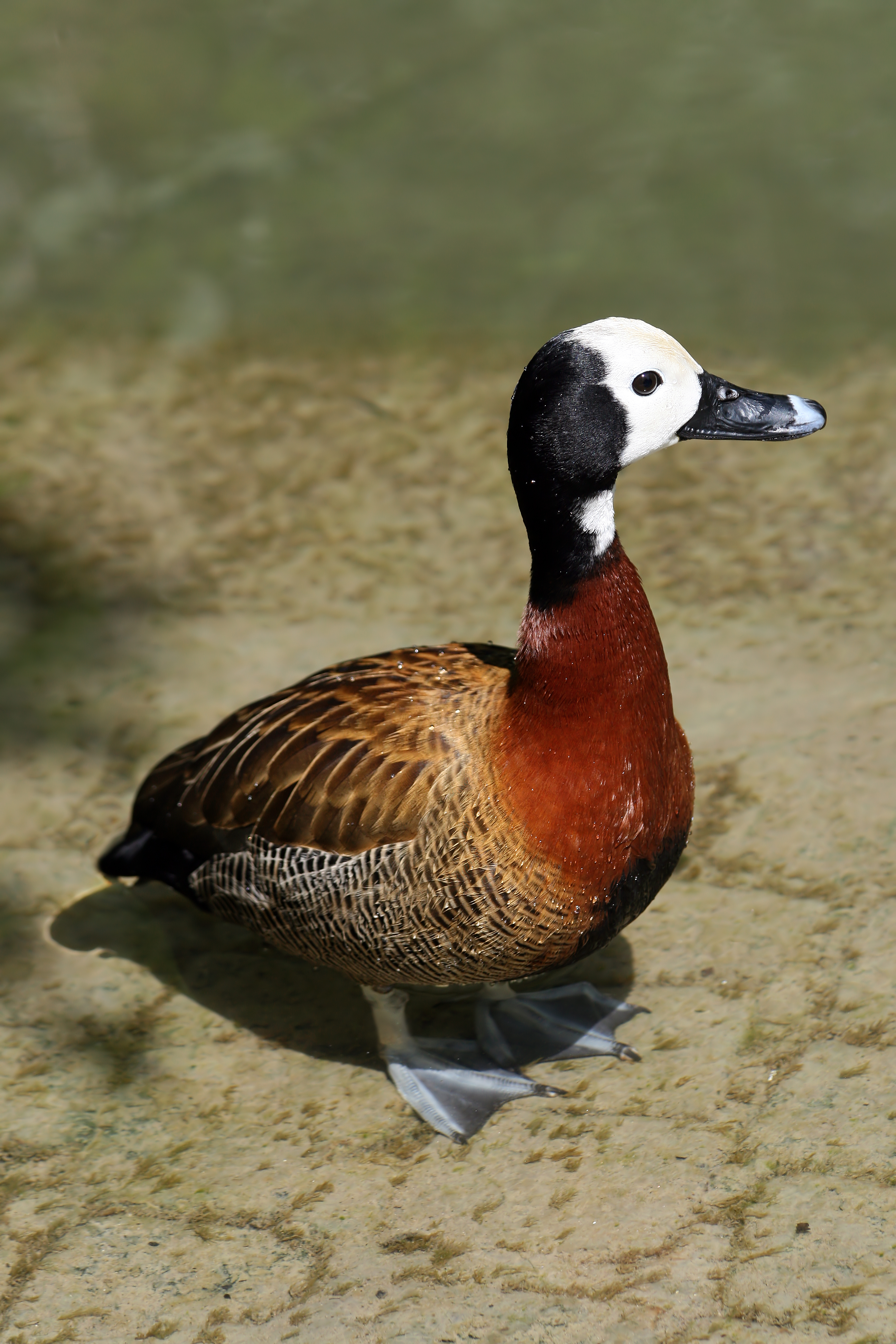 White-faced Whistling Duck wallpaper