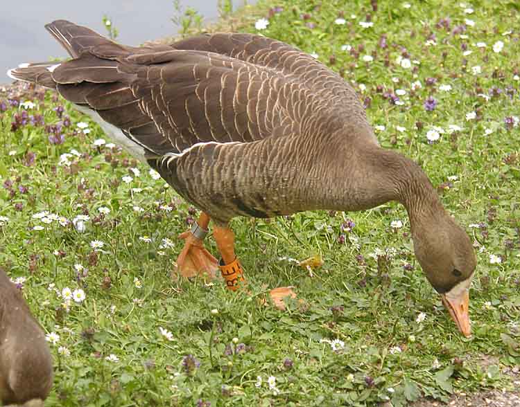 Greater White-fronted Goose wallpaper