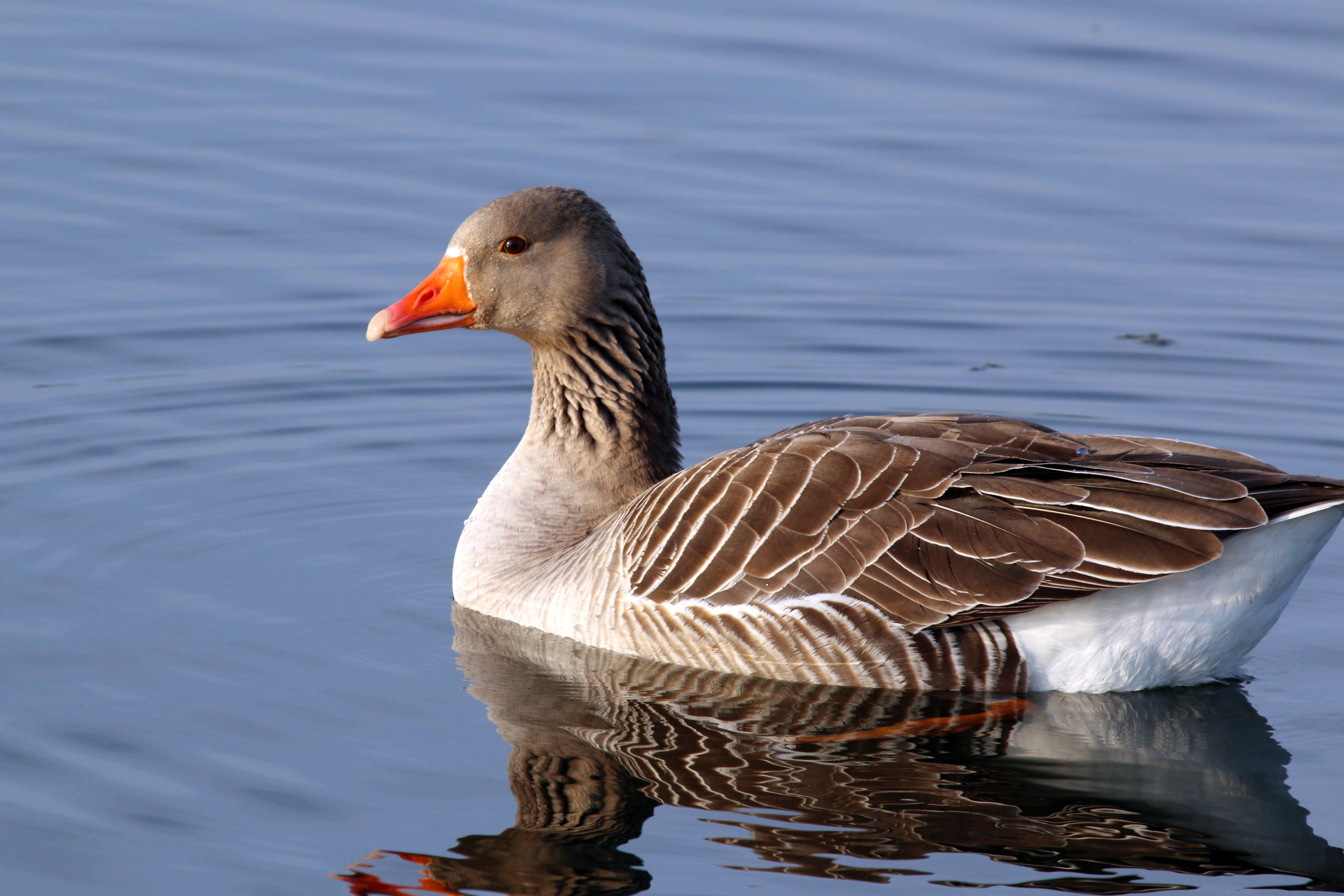 Greylag Goose wallpaper