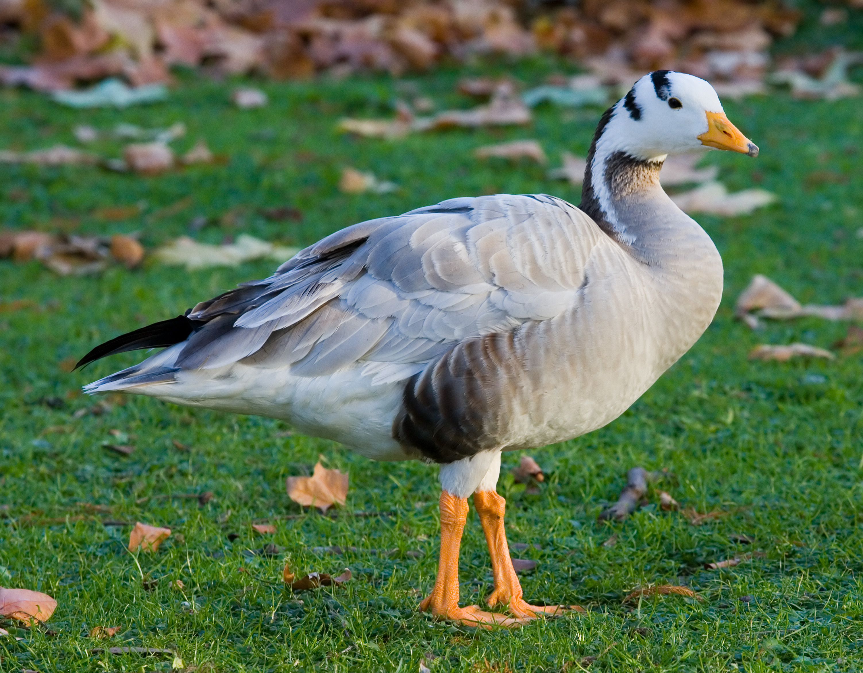 Bar-headed Goose wallpaper