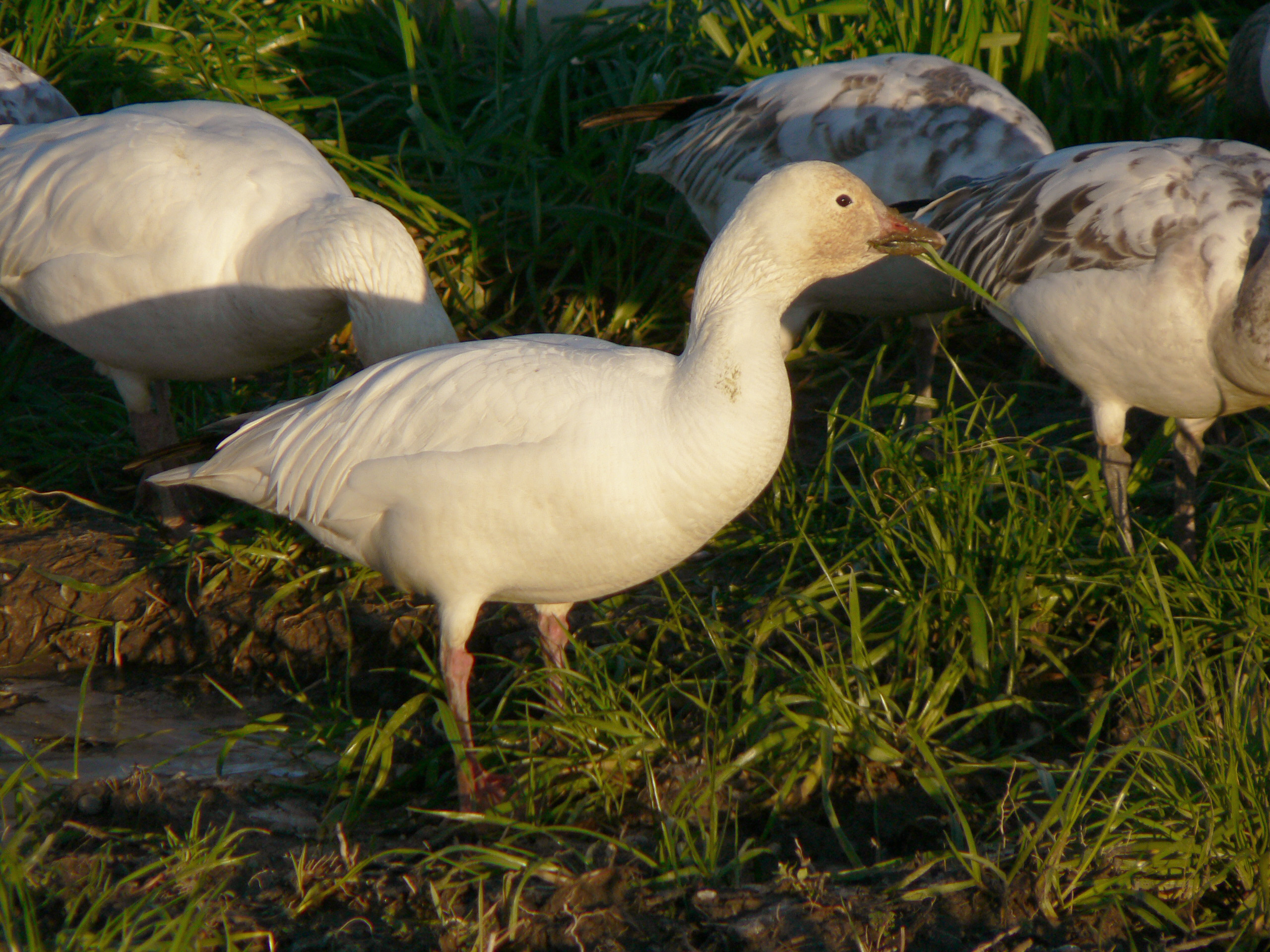 Snow Goose wallpaper