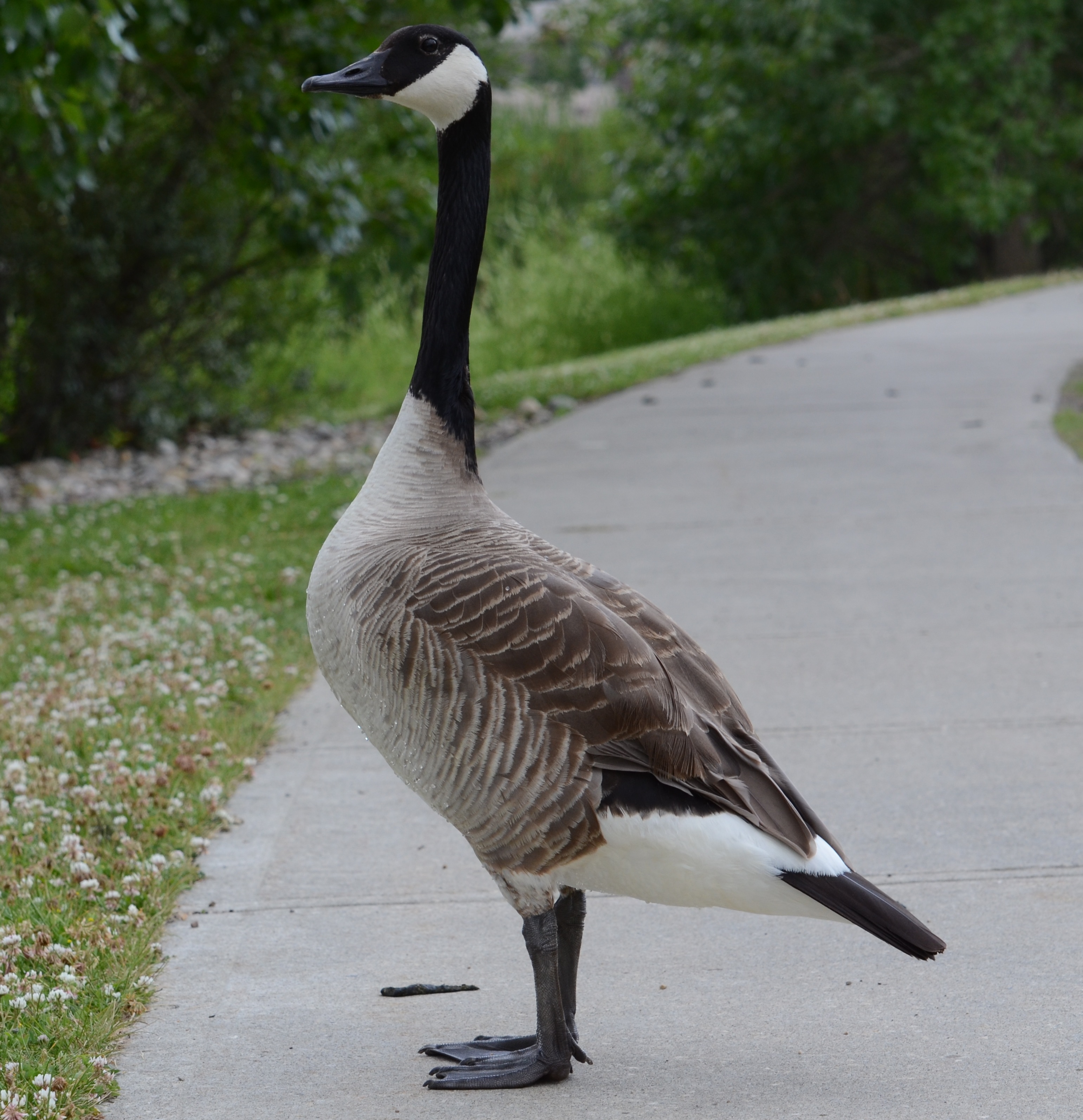 Canada Goose photos and wallpapers. Collection of the Canada Goose pictures