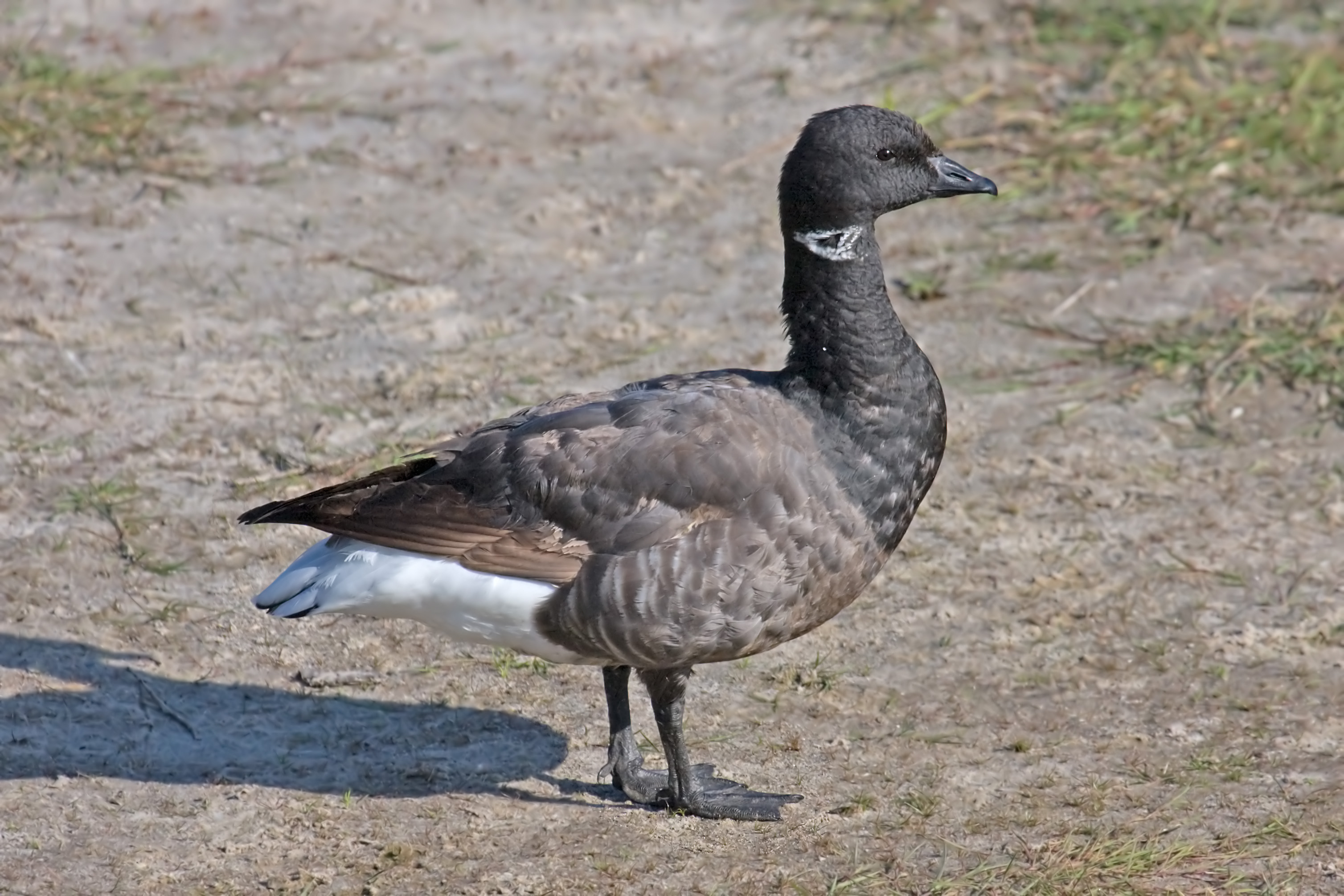 Brent Goose wallpaper