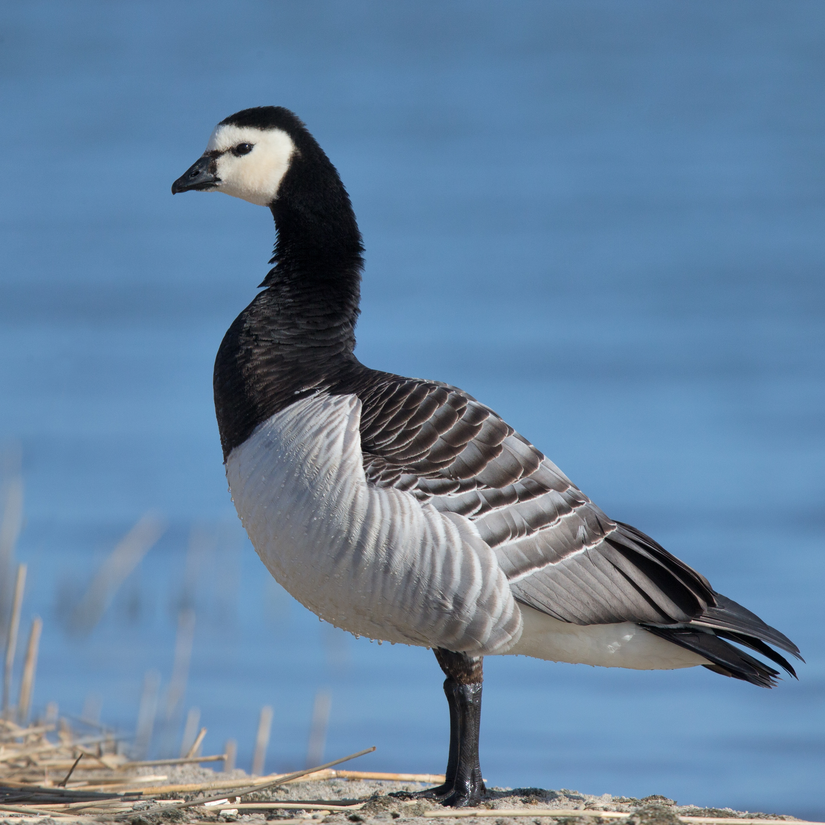 Barnacle Goose wallpaper