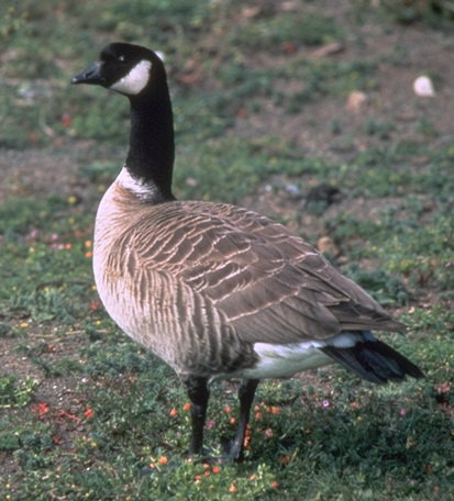 Cackling Goose wallpaper