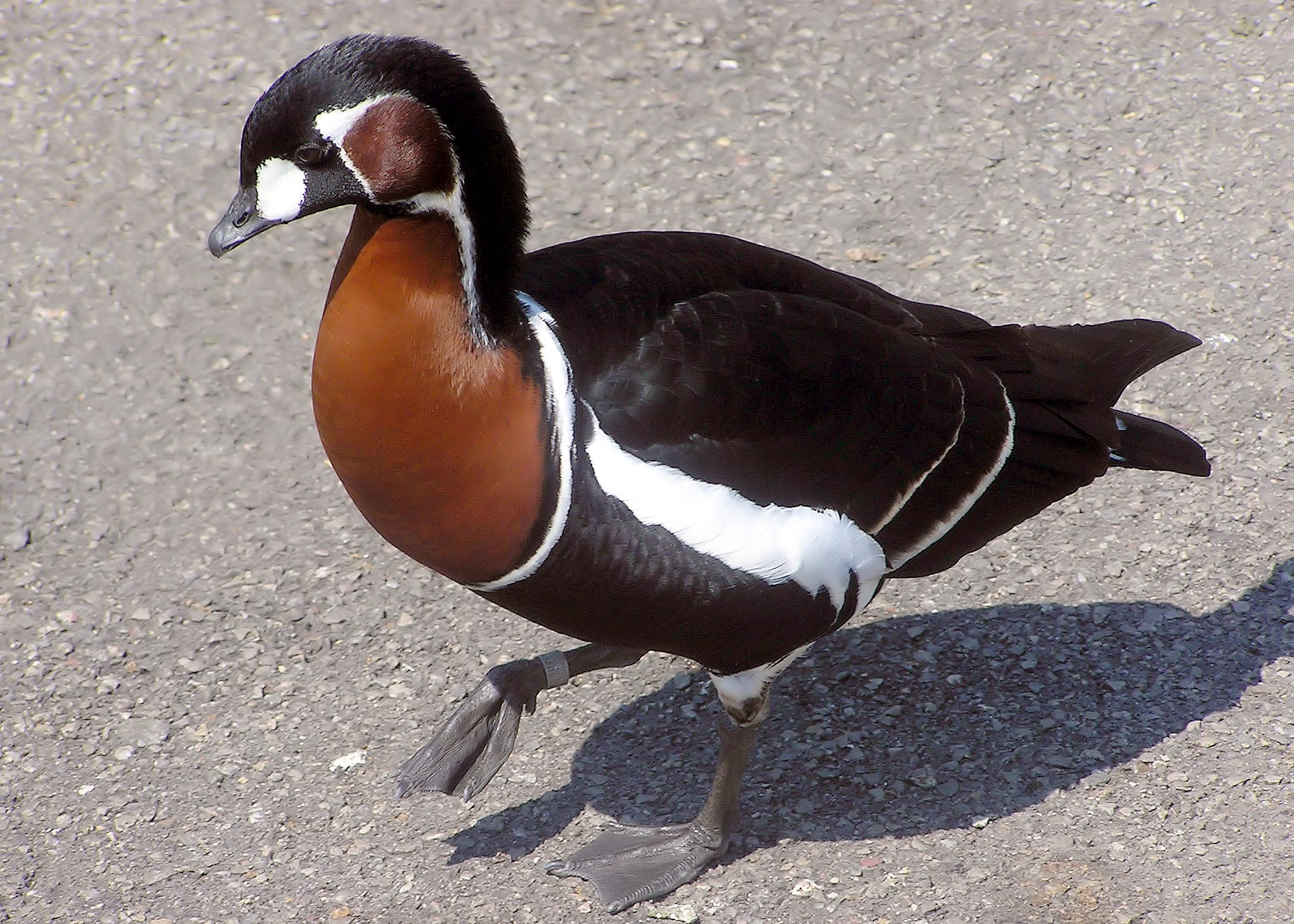 Red-breasted Goose wallpaper