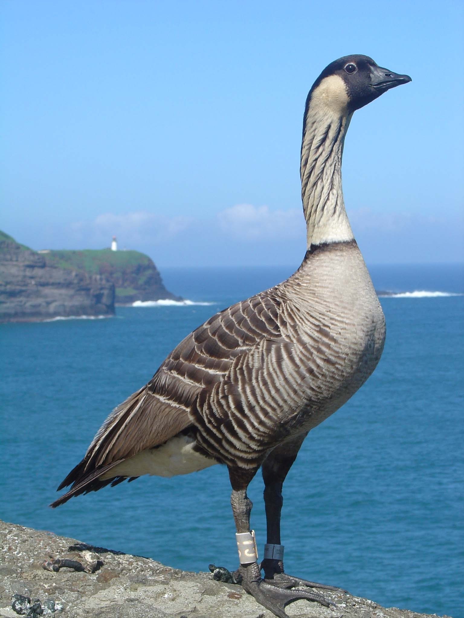 Hawaiian Goose wallpaper