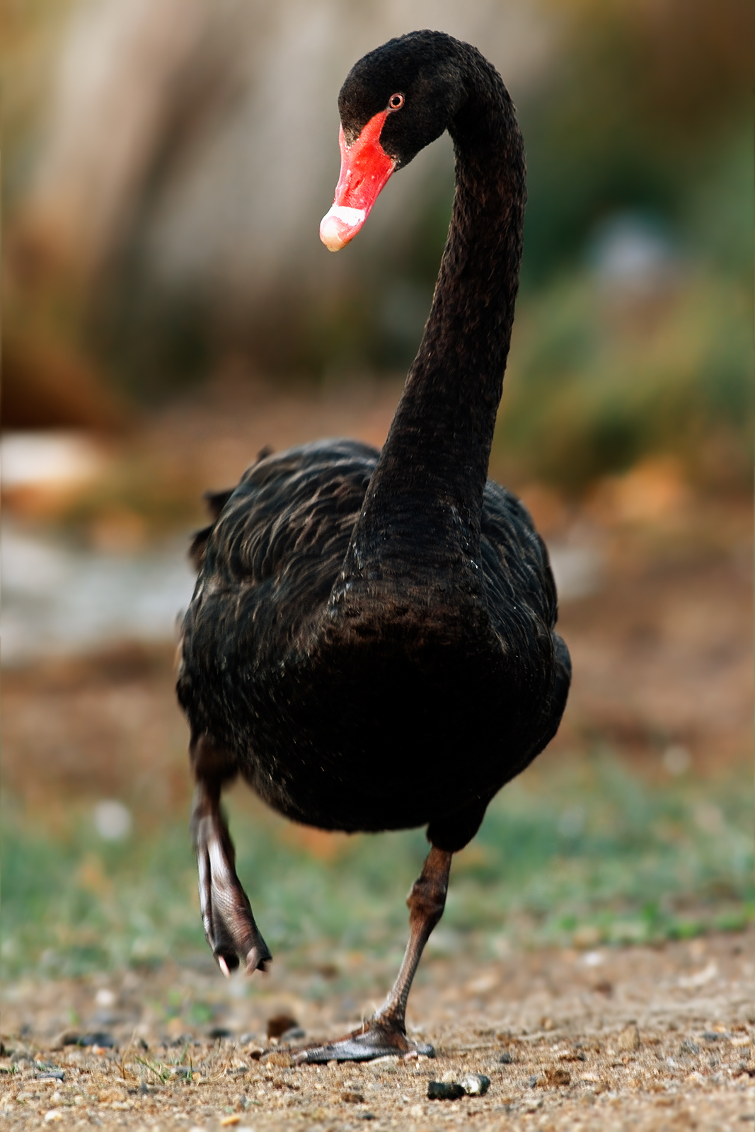 Black Swan wallpaper