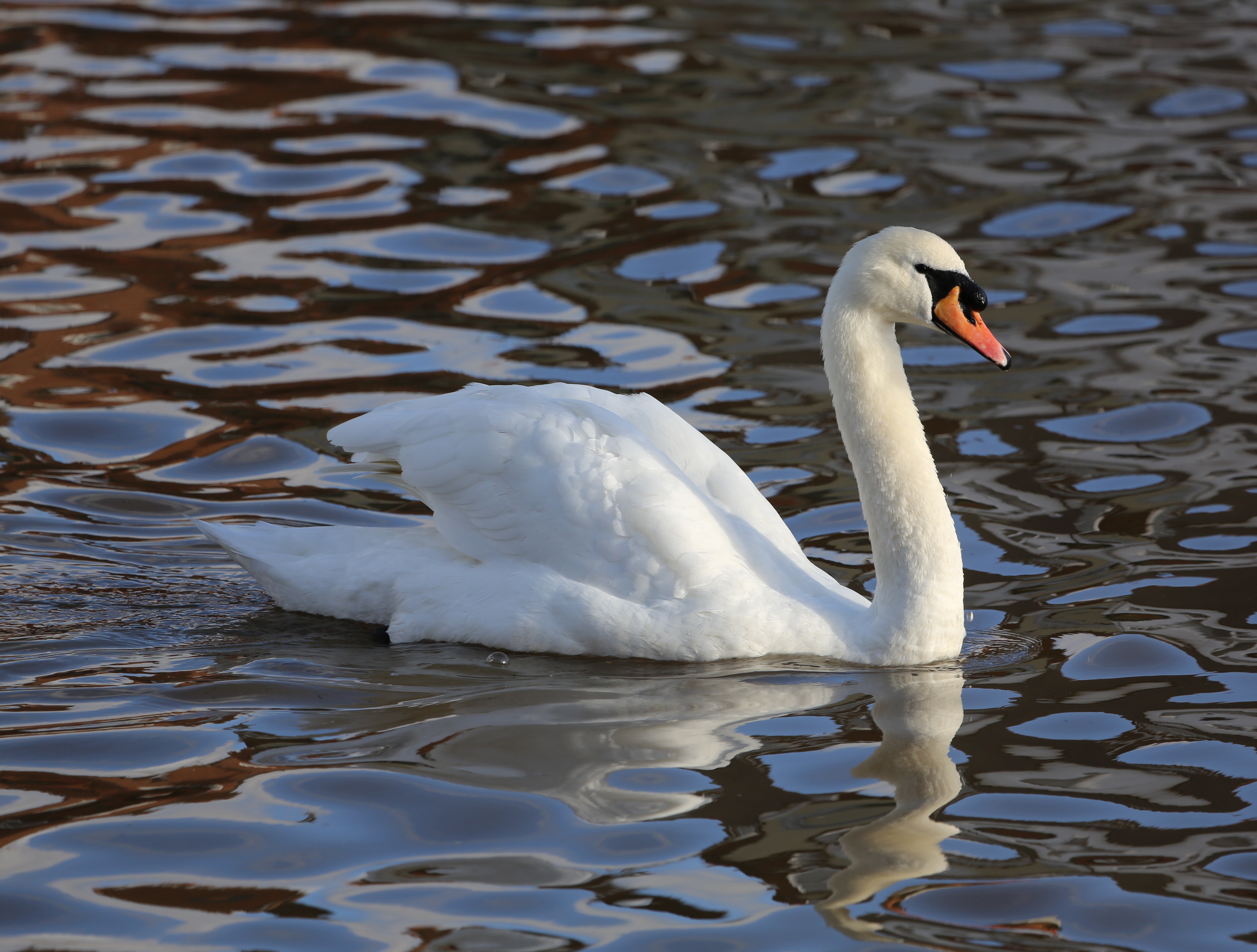 Mute Swan wallpaper