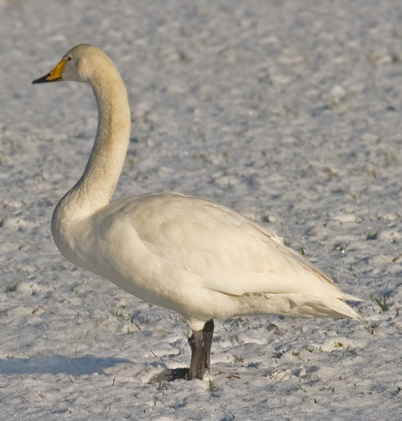 Whooper Swan wallpaper