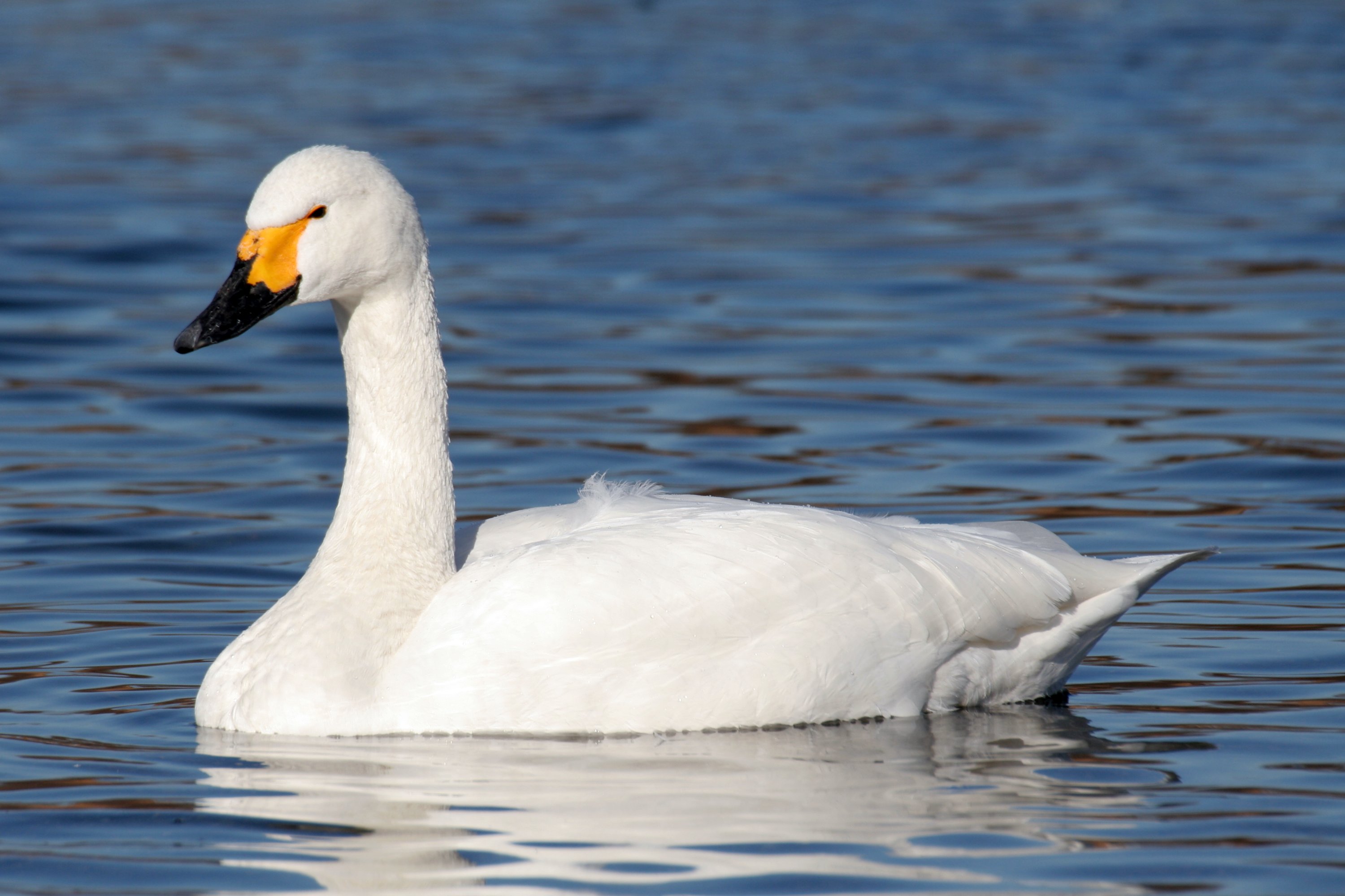 Tundra Swan wallpaper