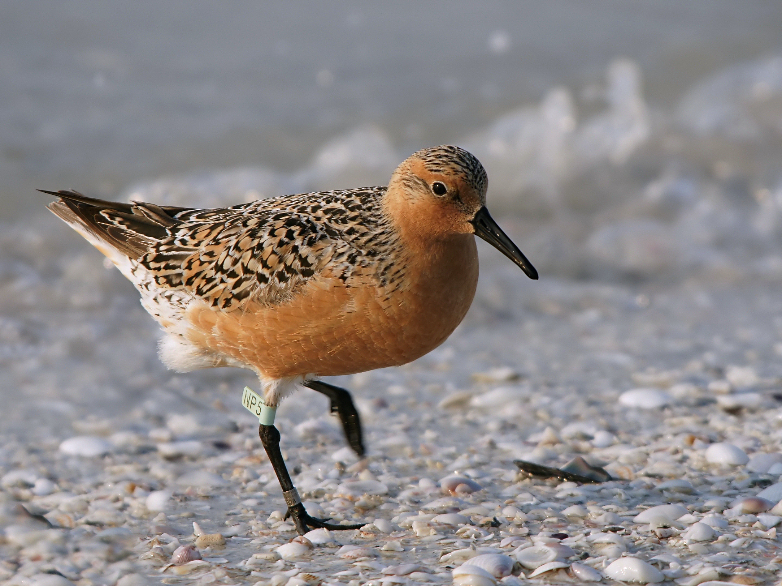 Red Knot wallpaper