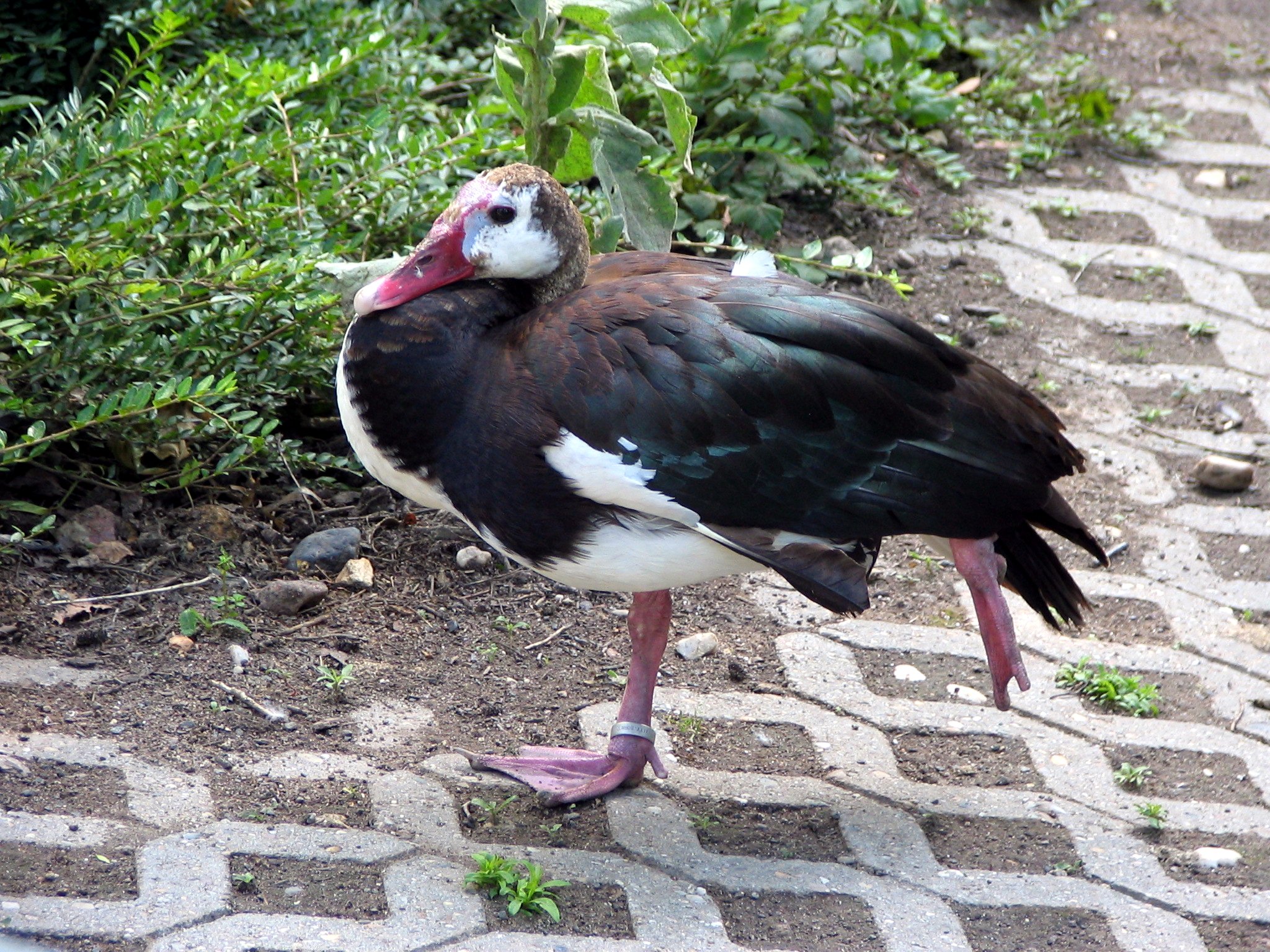 Spur-winged Goose wallpaper