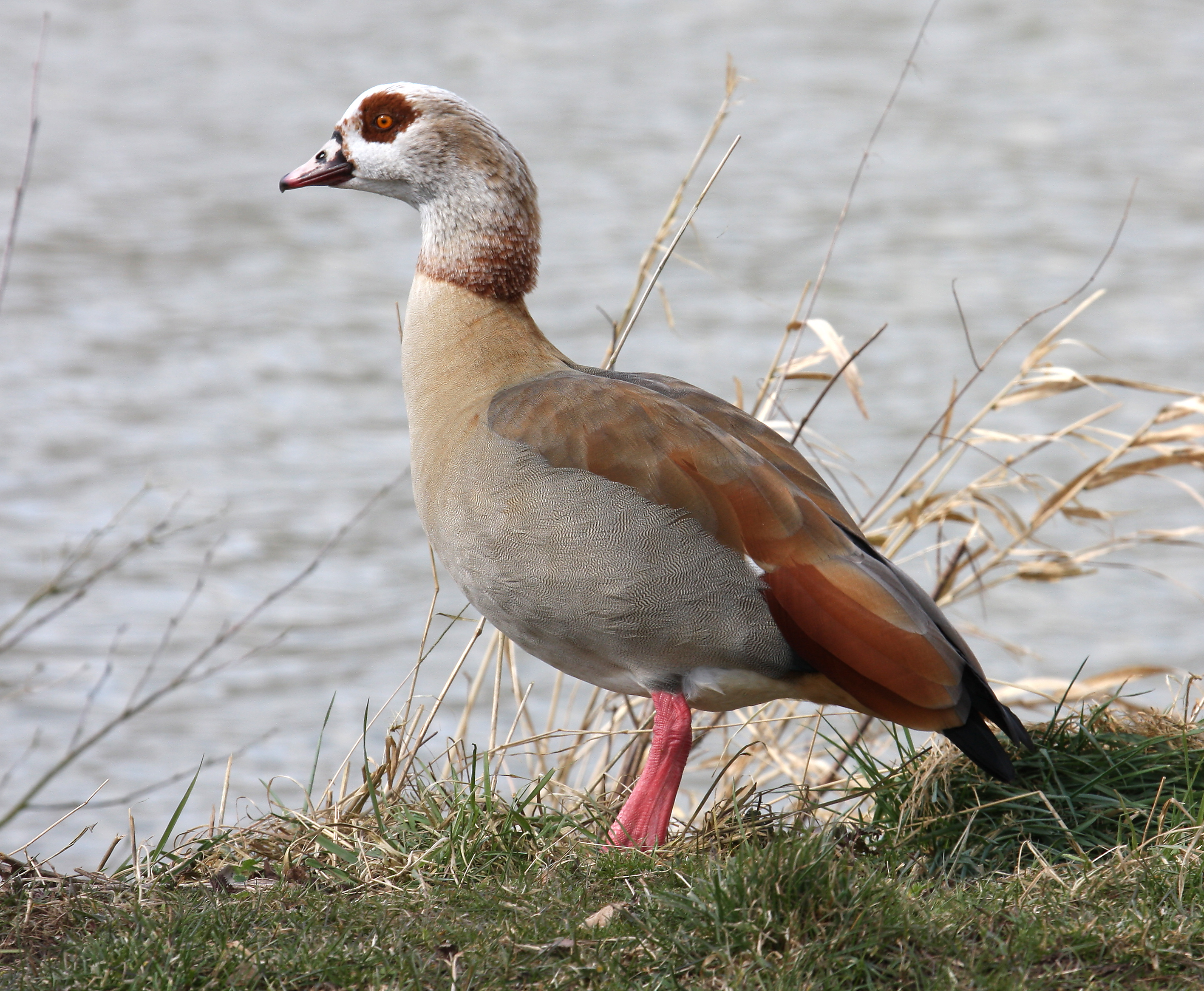 Egyptian Goose wallpaper