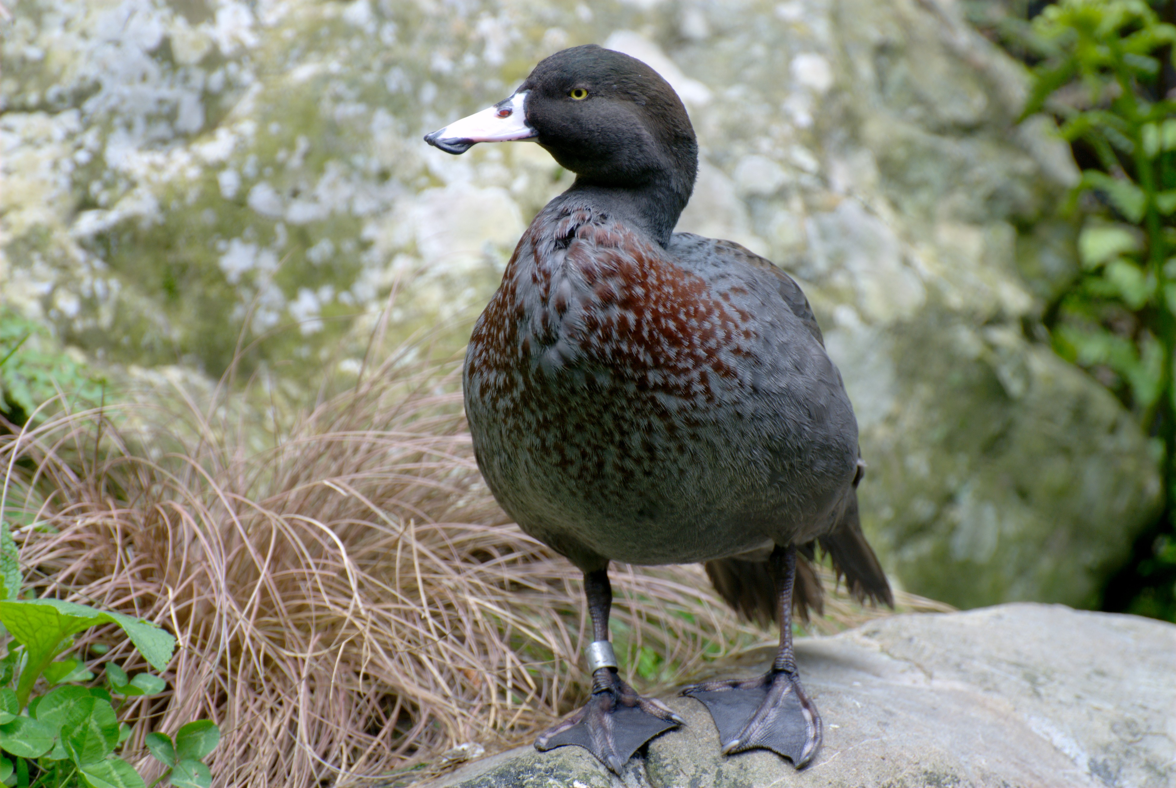 Blue Duck wallpaper