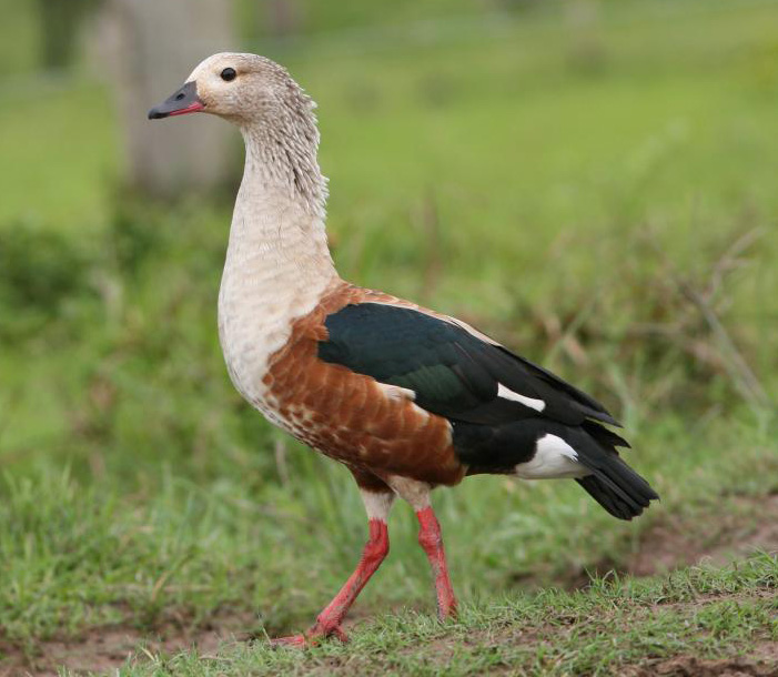 Orinoco Goose wallpaper