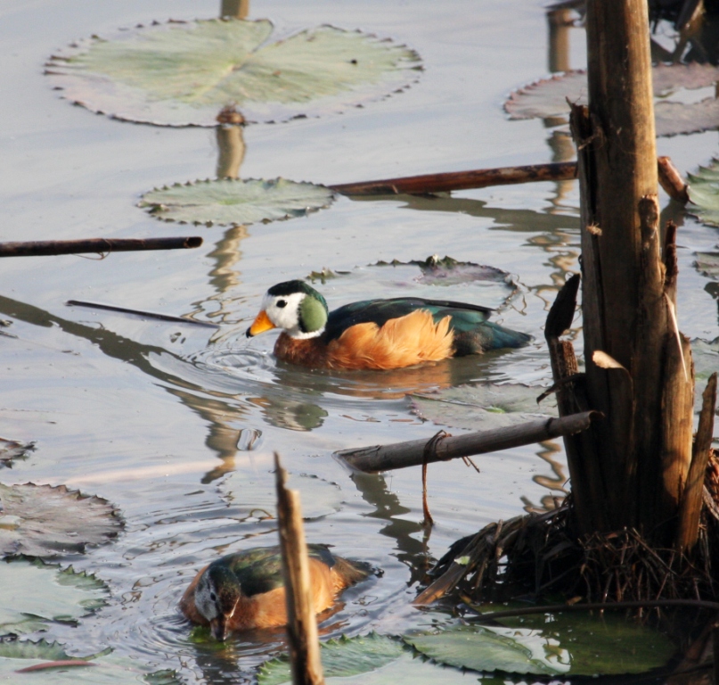 African Pygmy Goose wallpaper