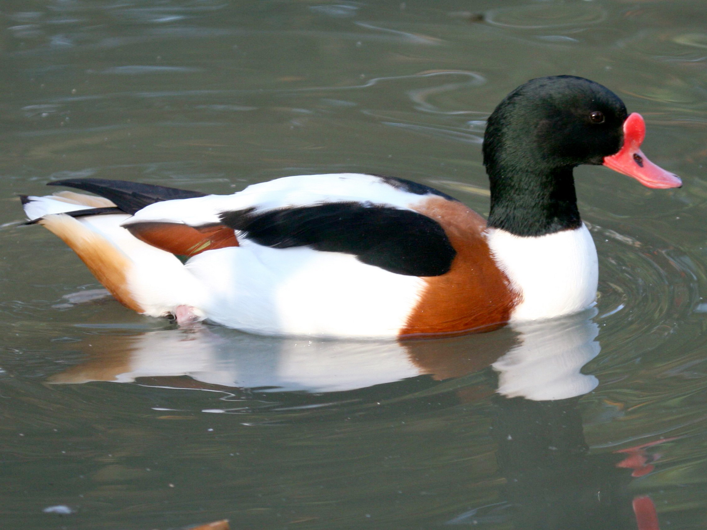 Common Shelduck wallpaper