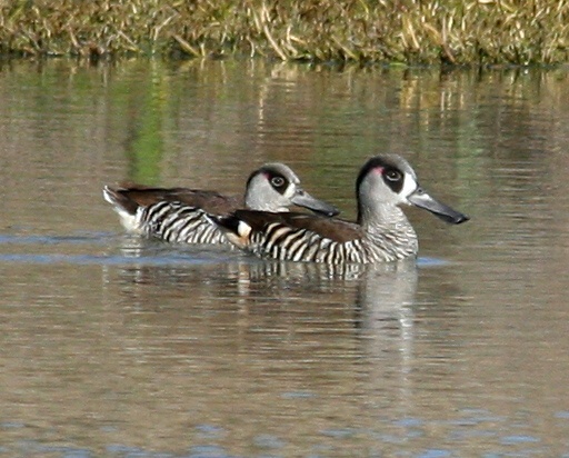 Pink-eared Duck wallpaper