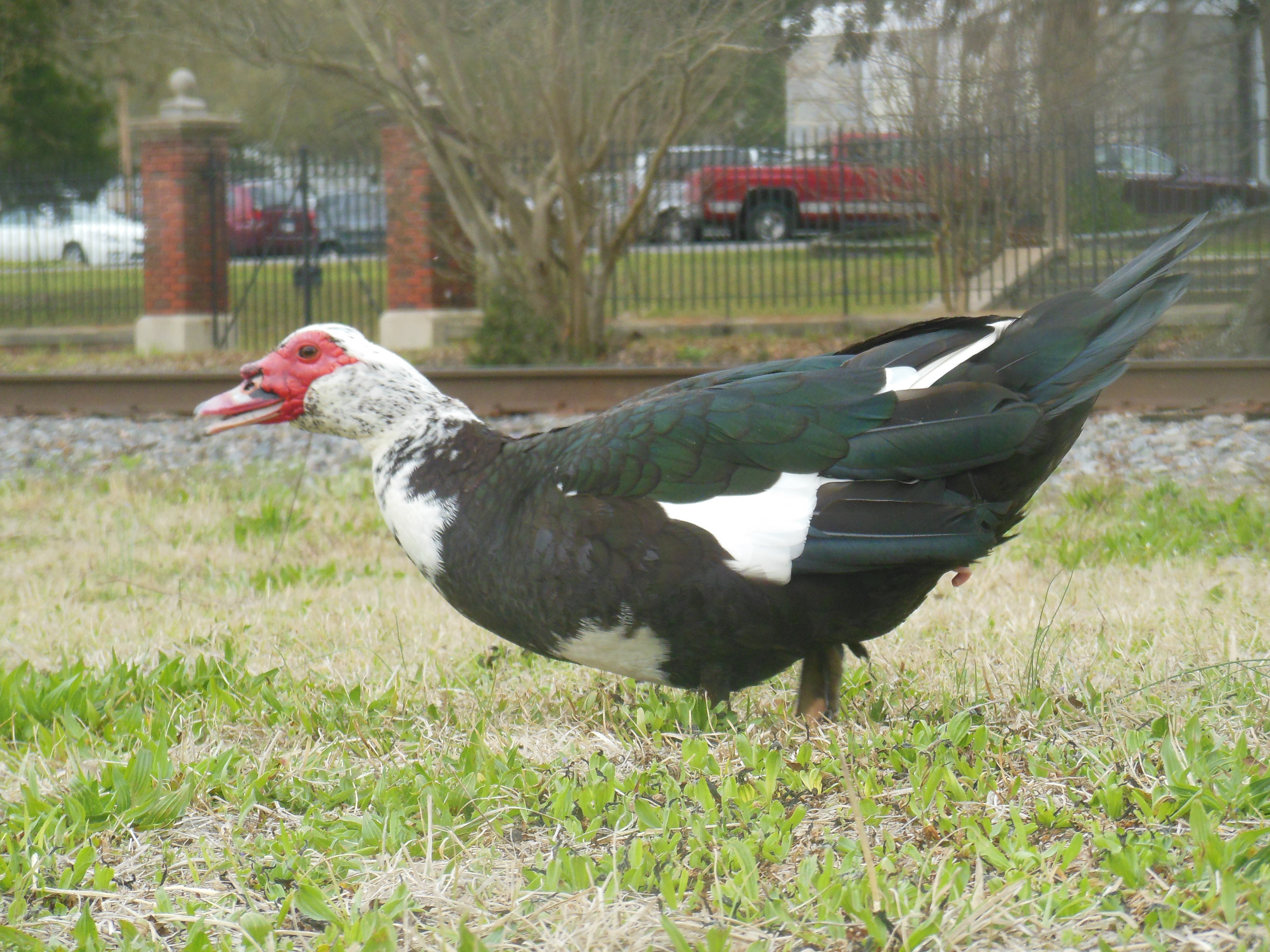 Muscovy Duck wallpaper