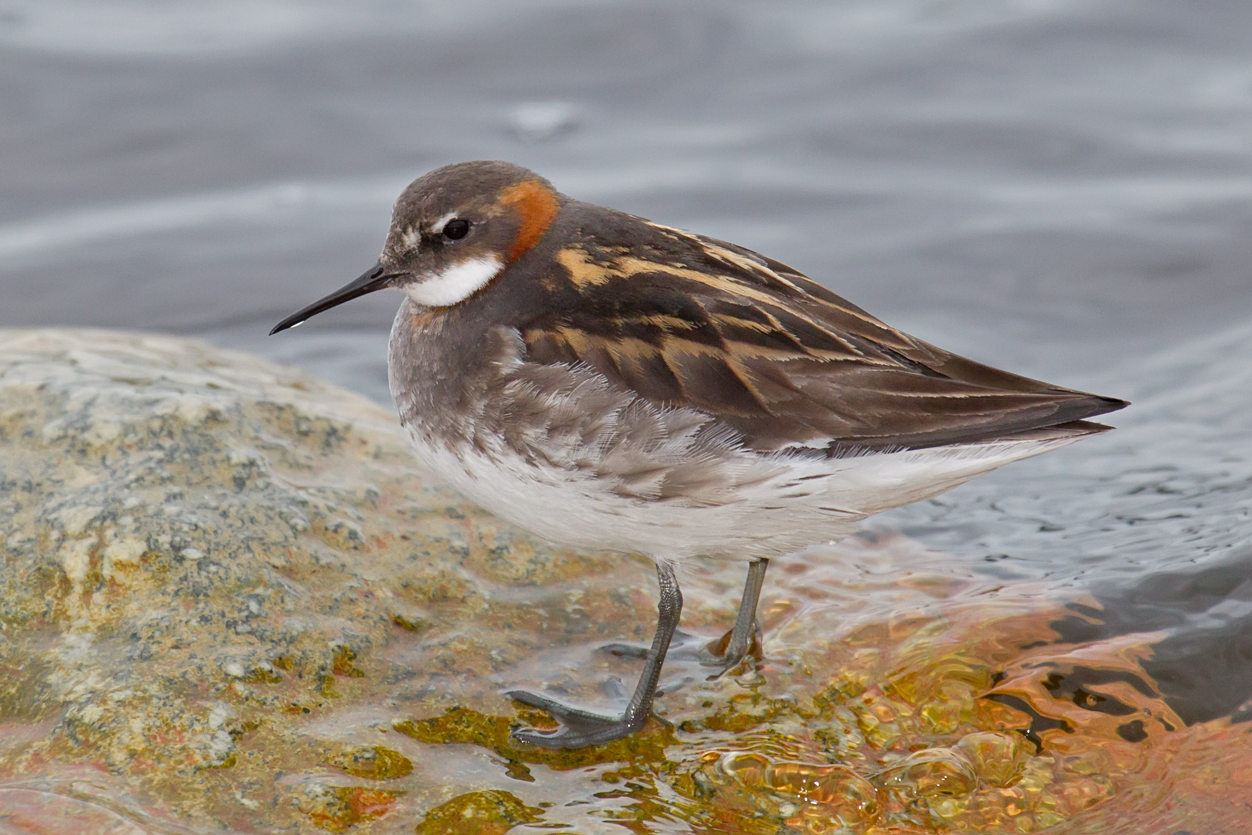 Red-necked Phalarope wallpaper