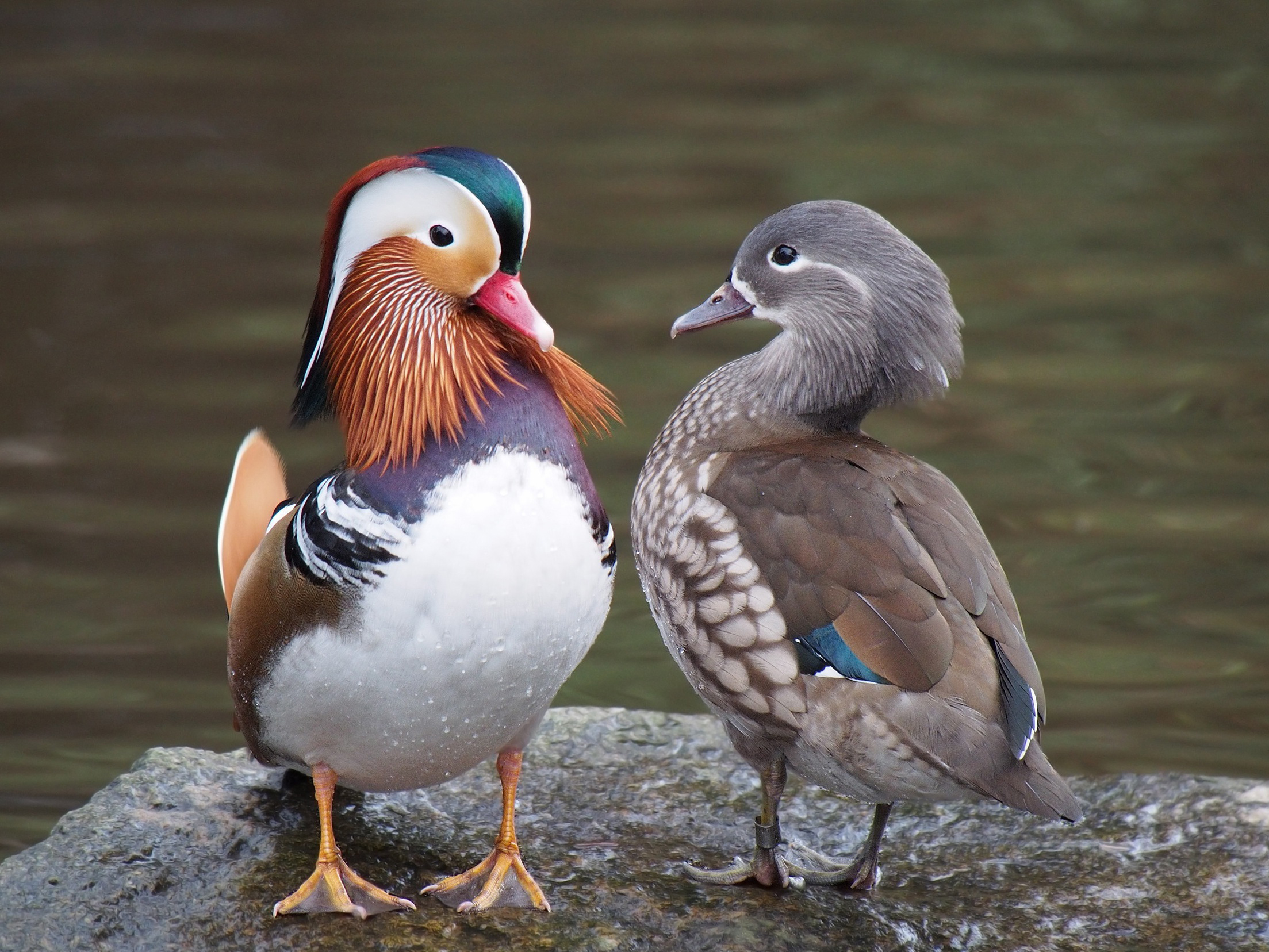 Mandarin Duck wallpaper