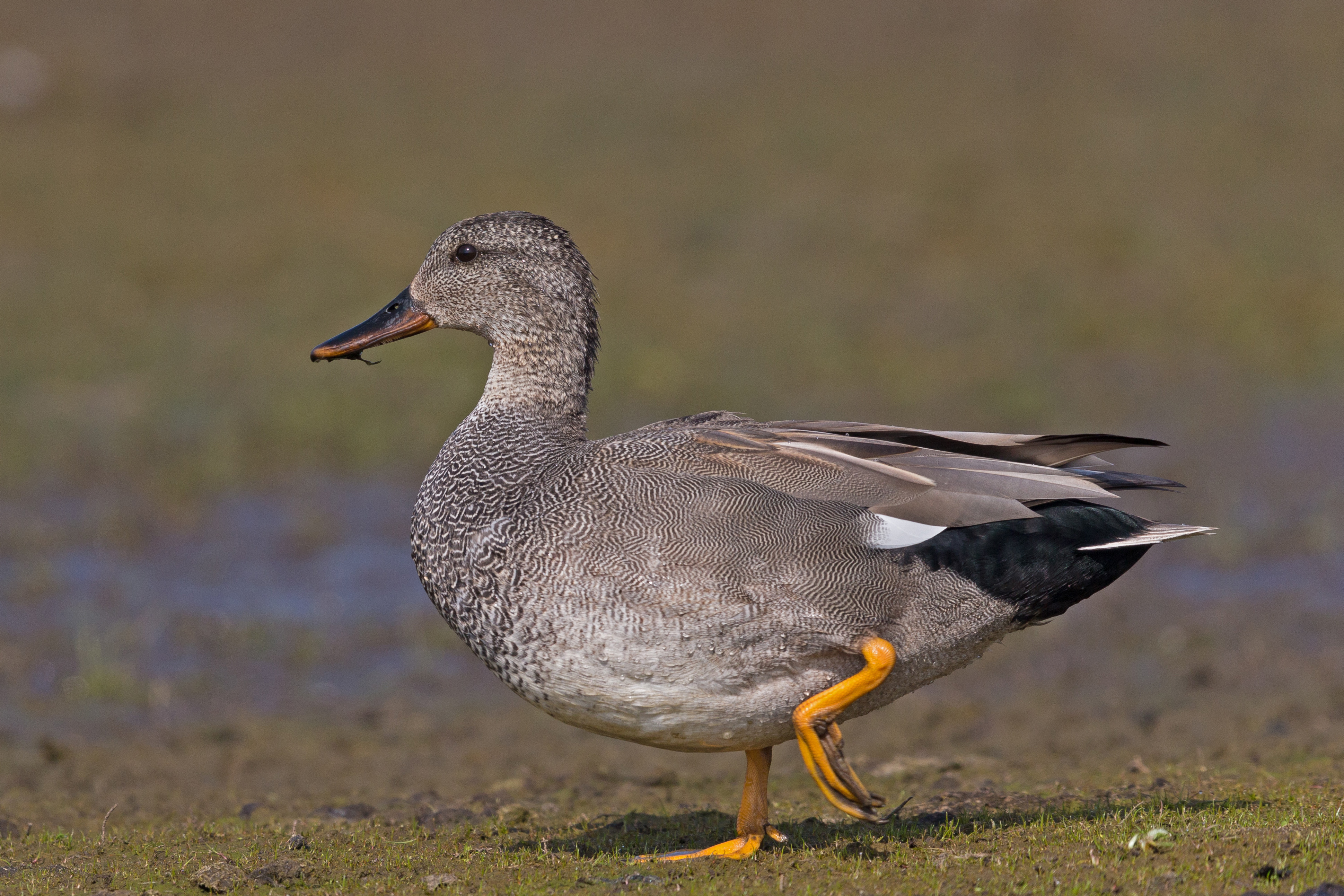 Gadwall wallpaper