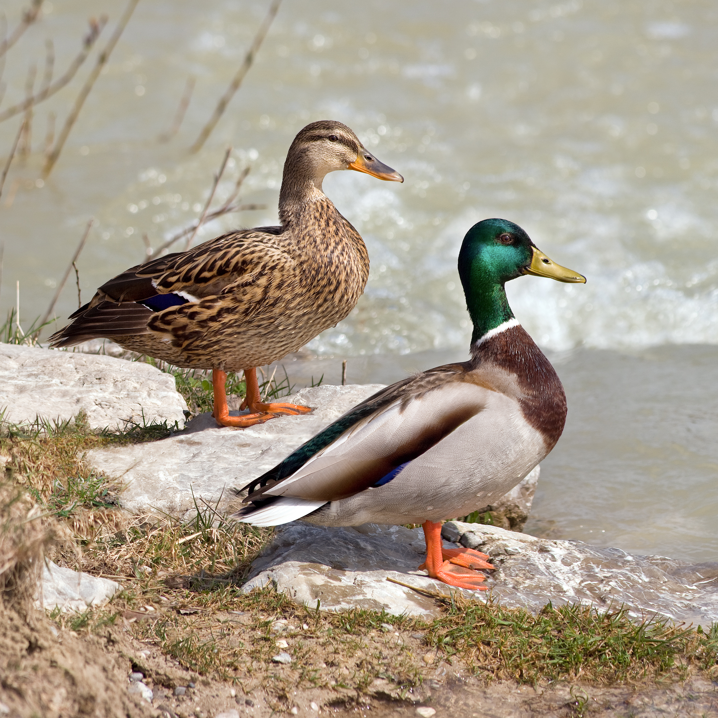 Mallard wallpaper