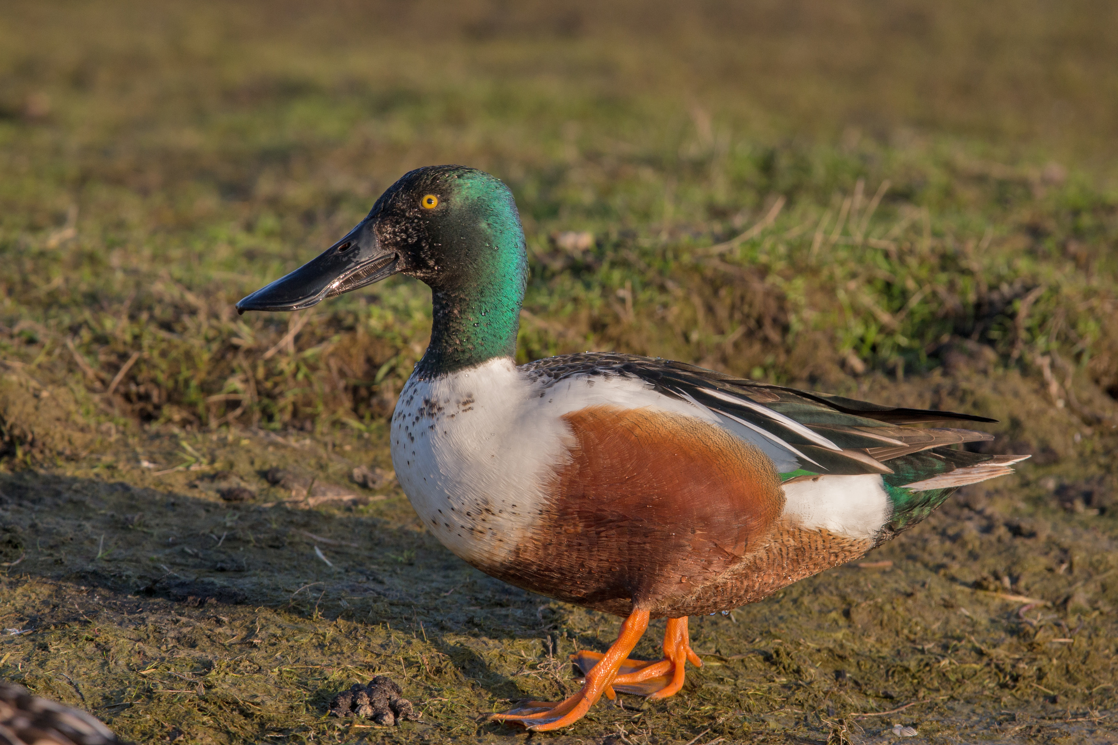 Northern Shoveler wallpaper