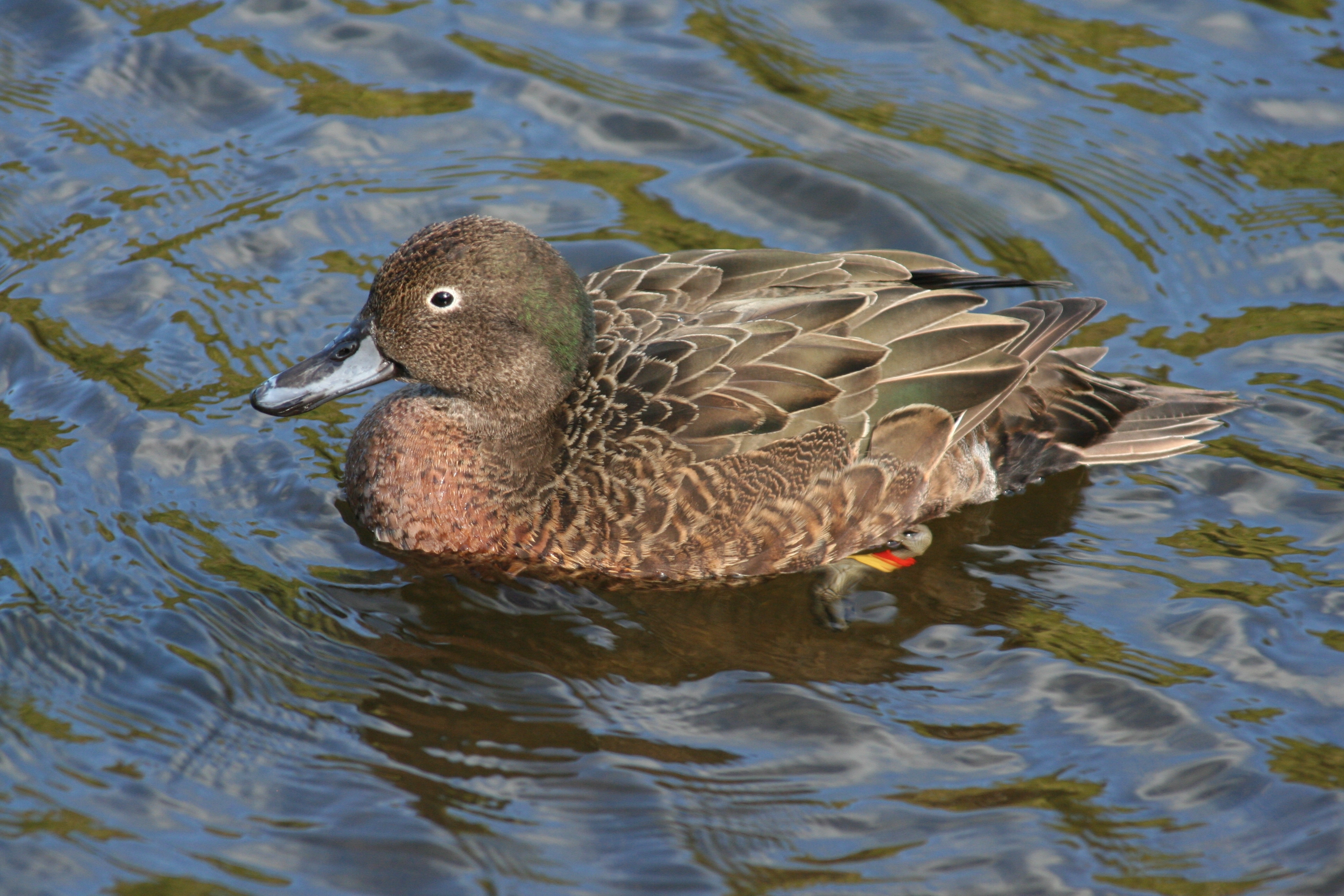 Brown Teal wallpaper