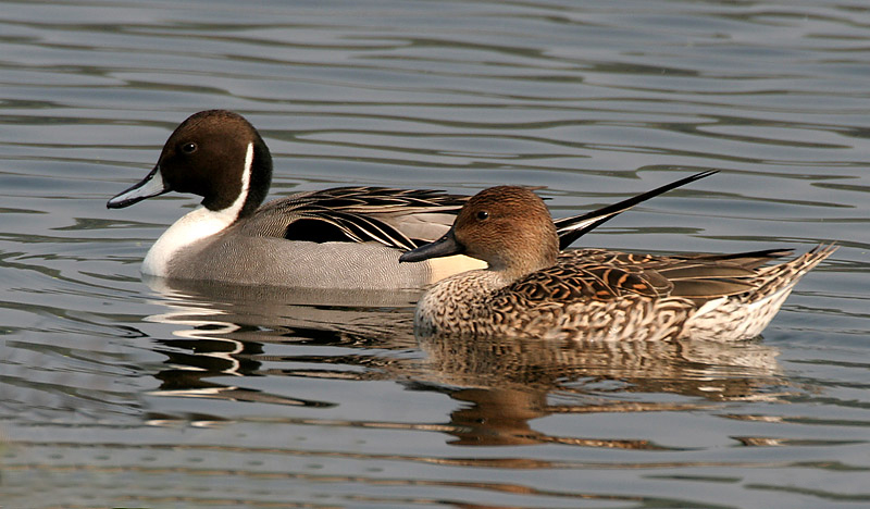 Northern Pintail wallpaper