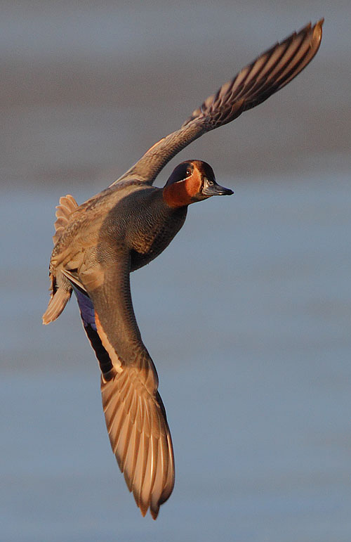 Common Teal wallpaper