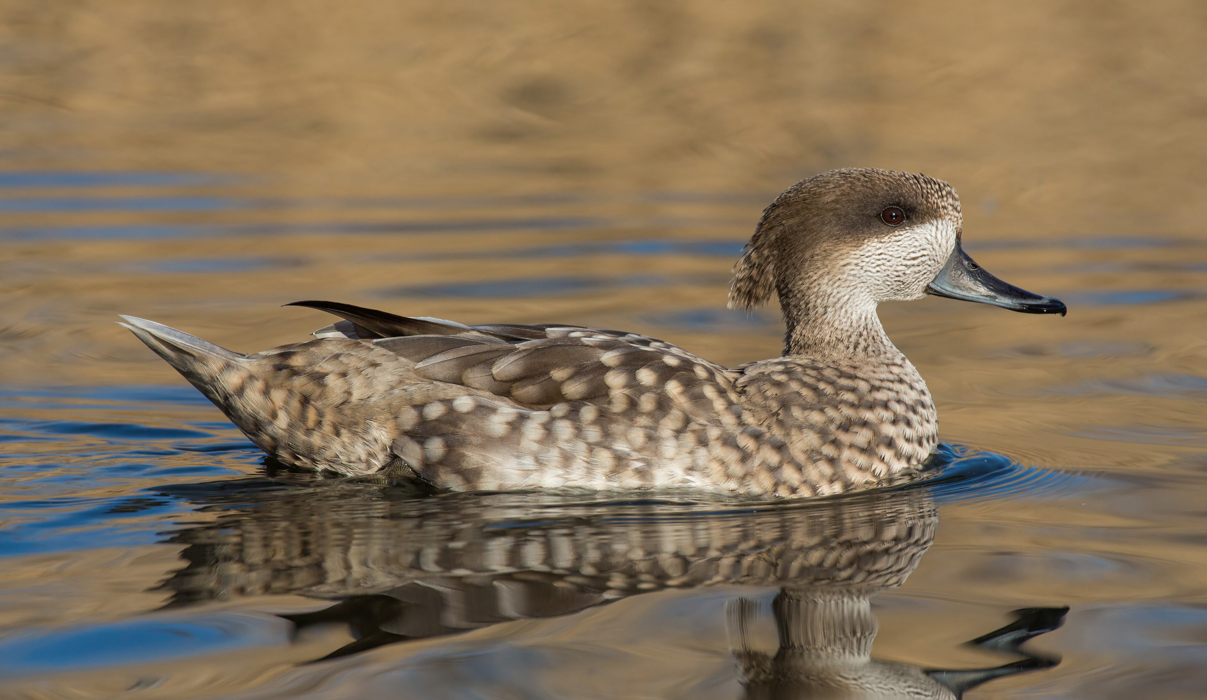 Marbled Duck wallpaper