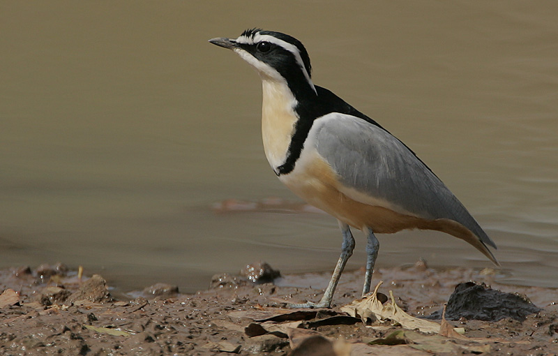 Egyptian Plover wallpaper