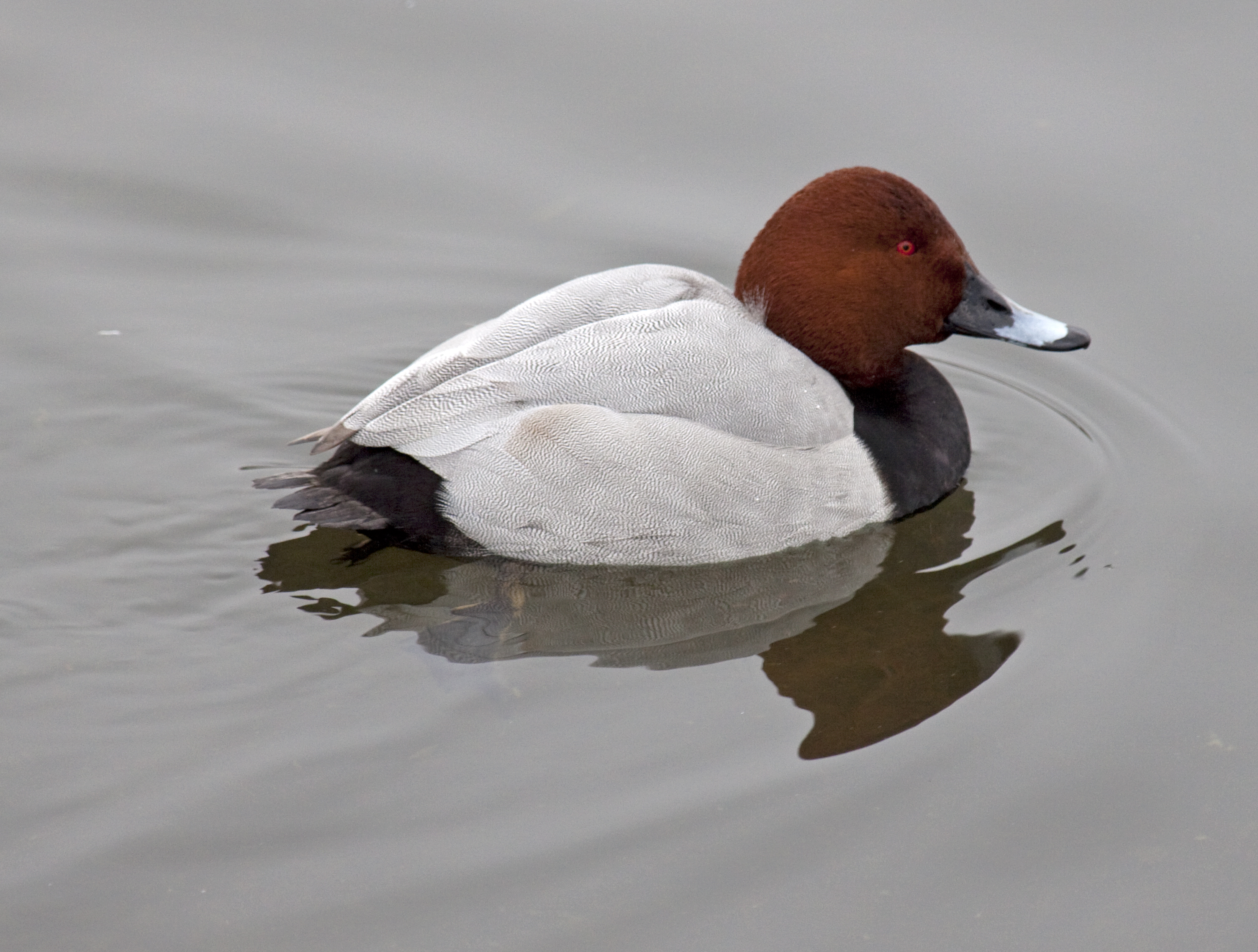 Common Pochard wallpaper