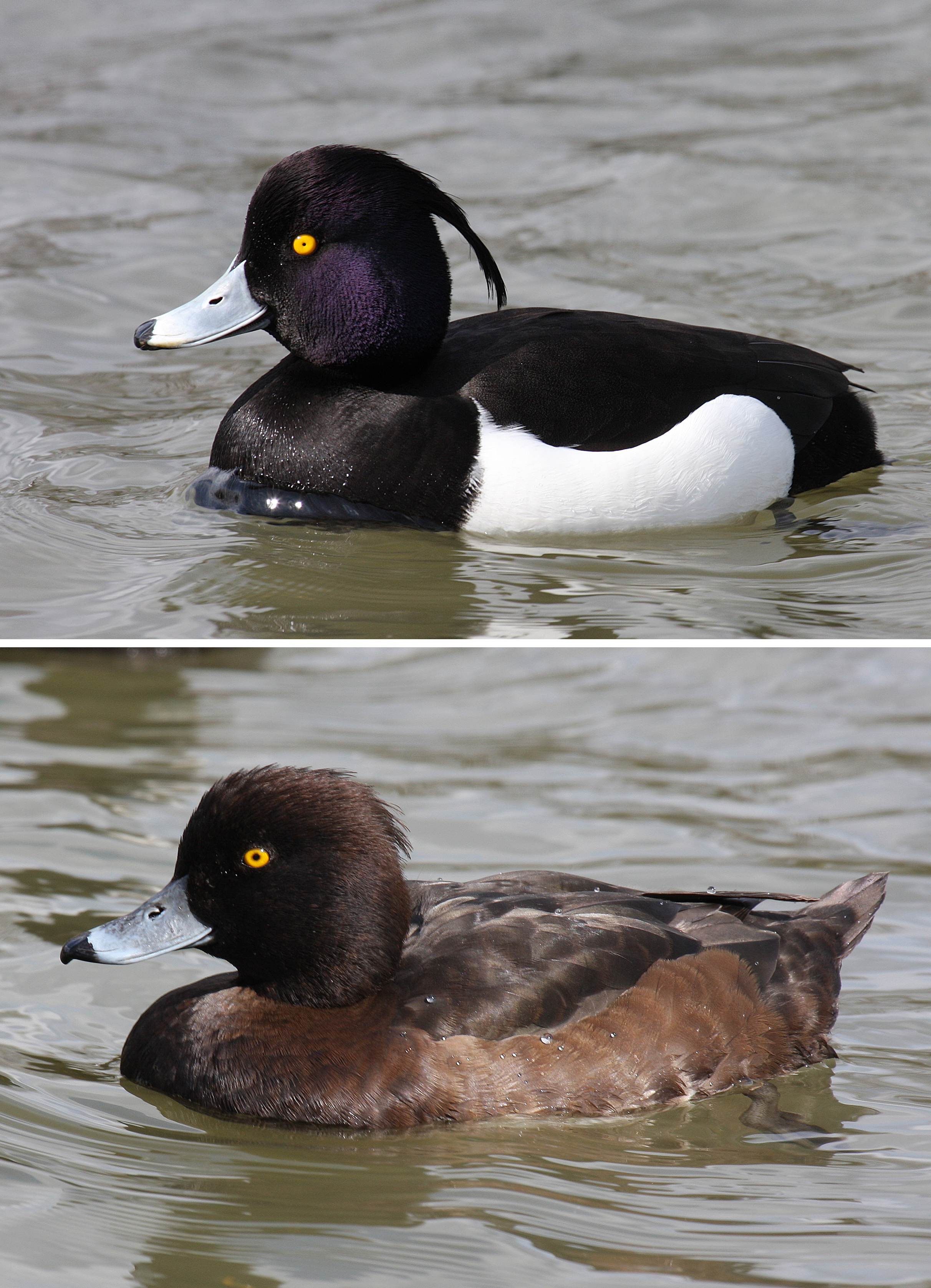 Tufted Duck wallpaper