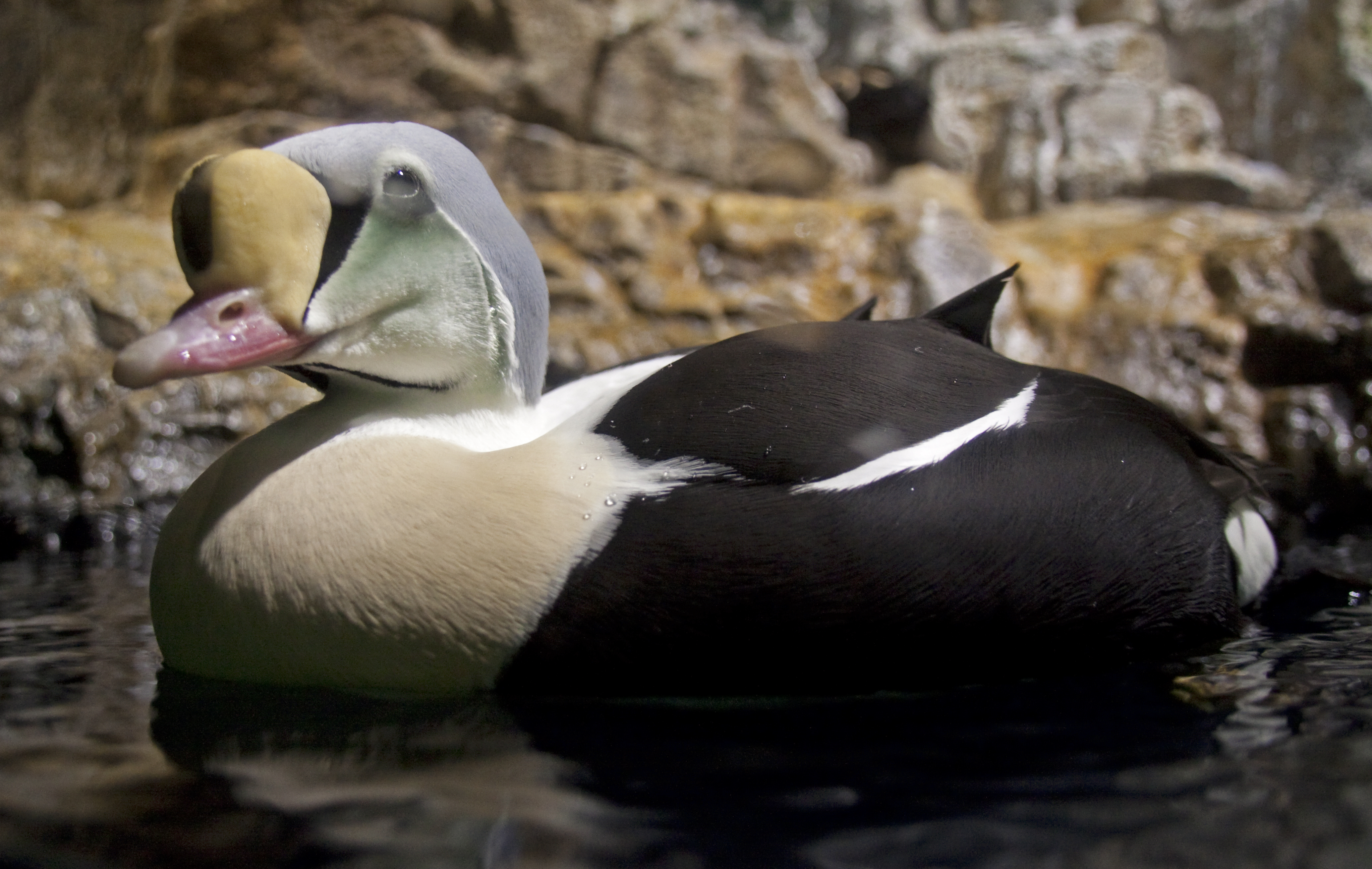 King Eider wallpaper