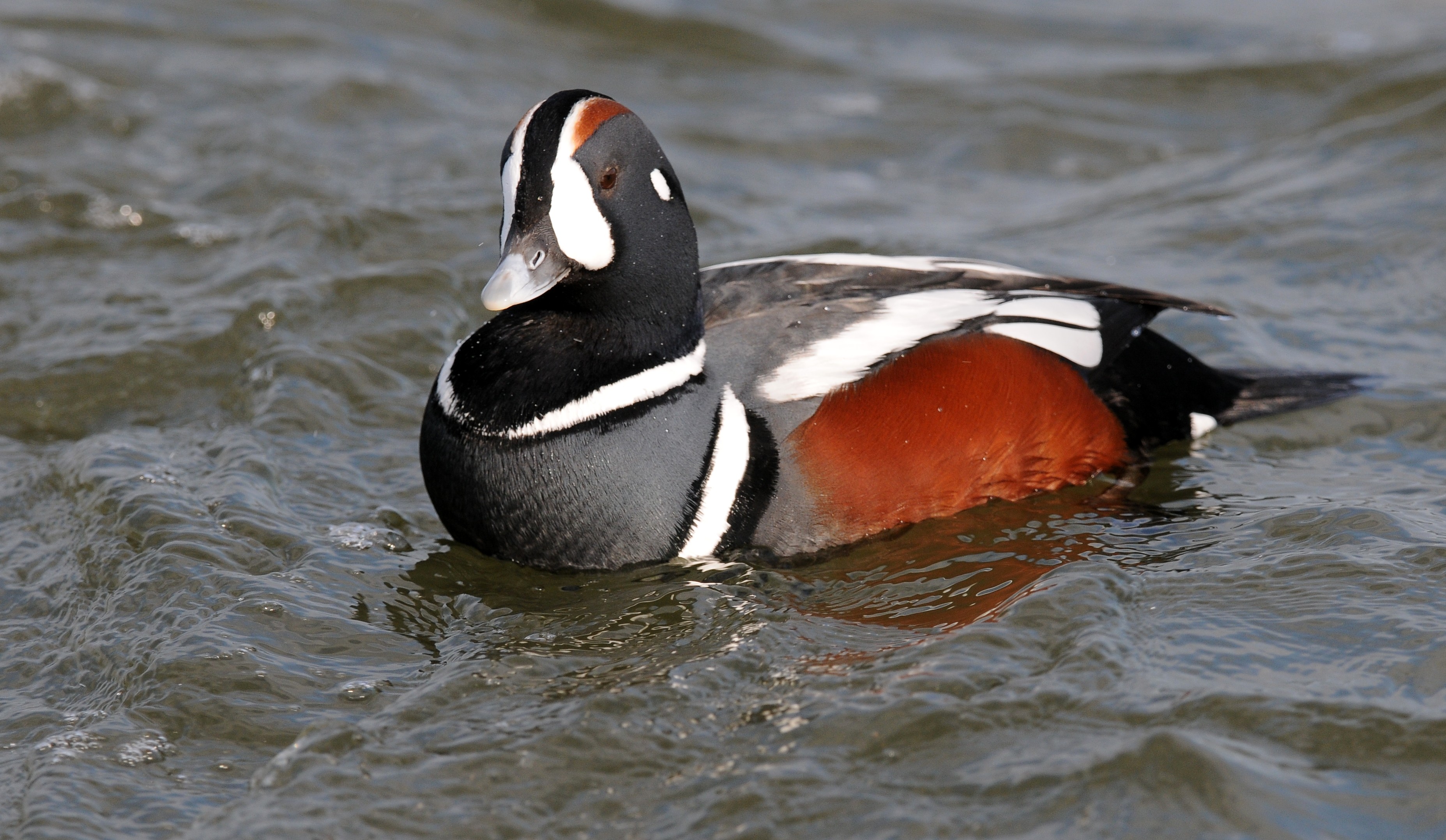 Harlequin Duck wallpaper