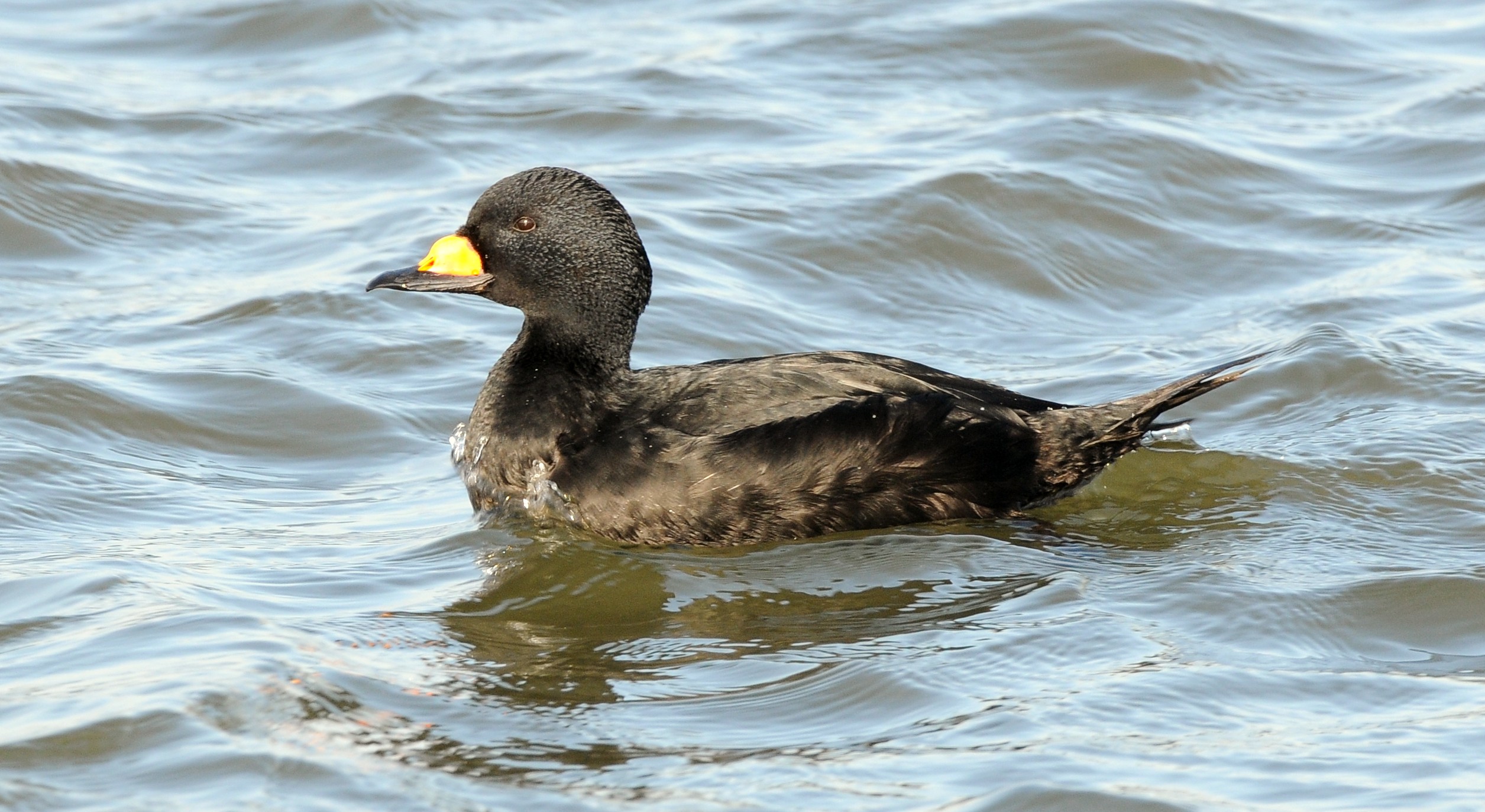 Black Scoter wallpaper