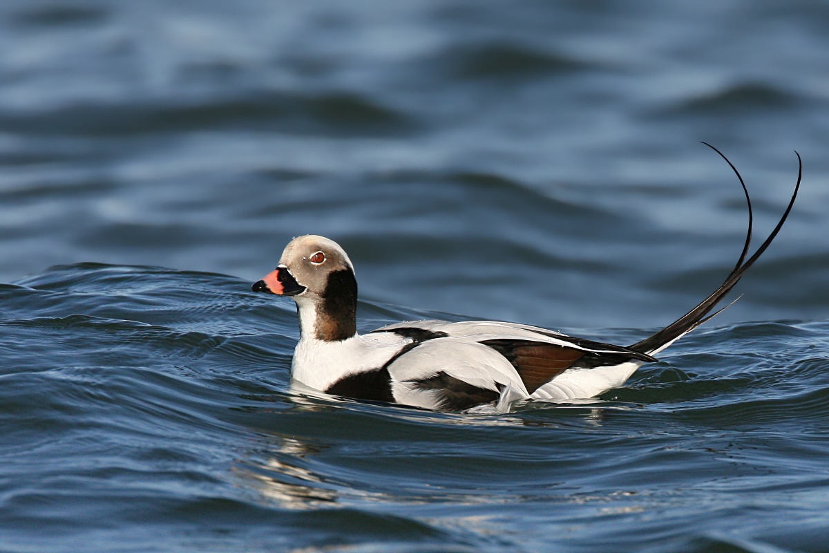 Long-tailed Duck wallpaper