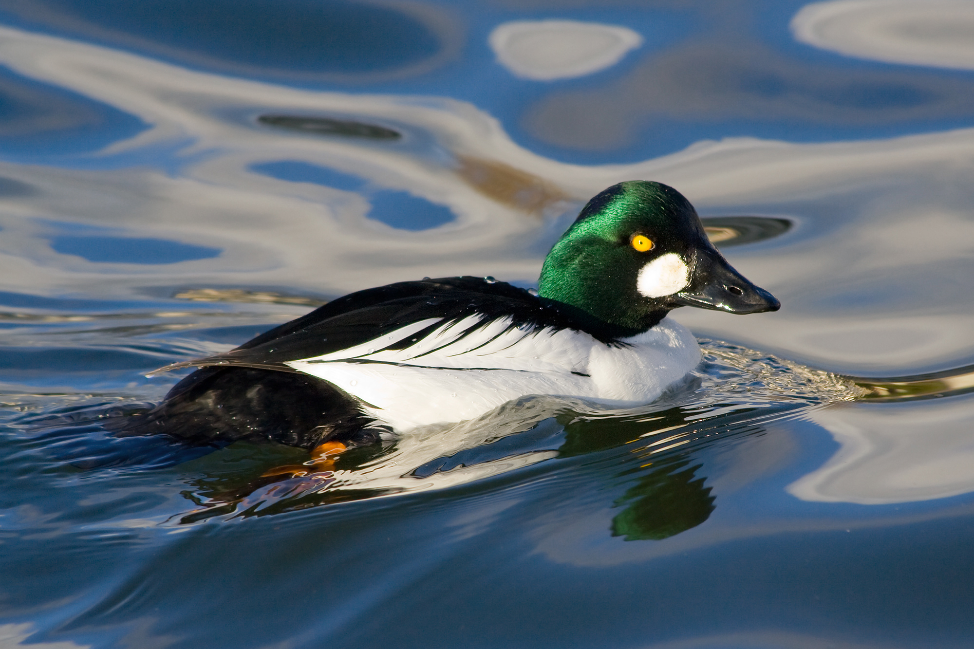 Common Goldeneye wallpaper