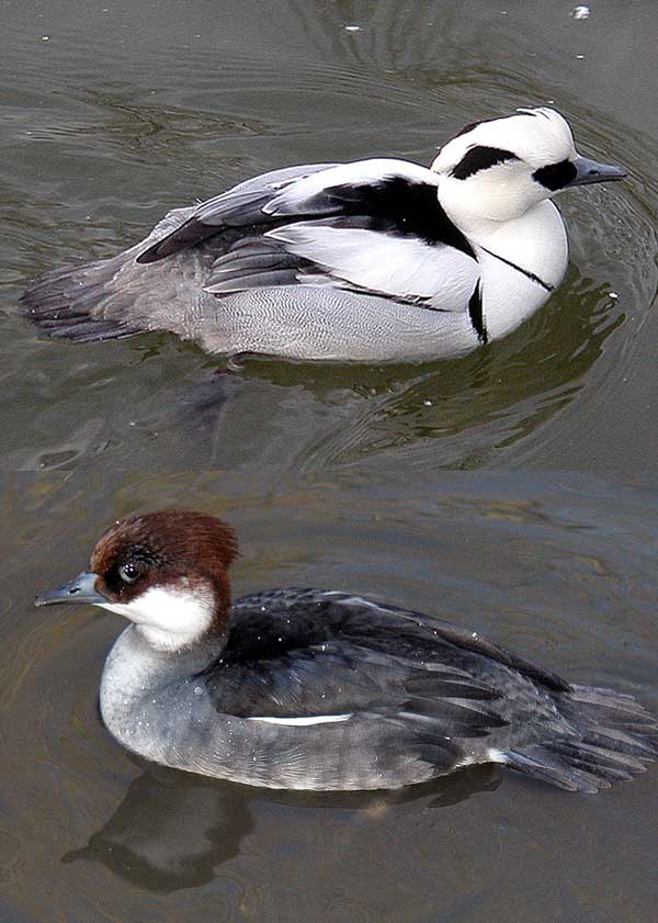 Smew wallpaper