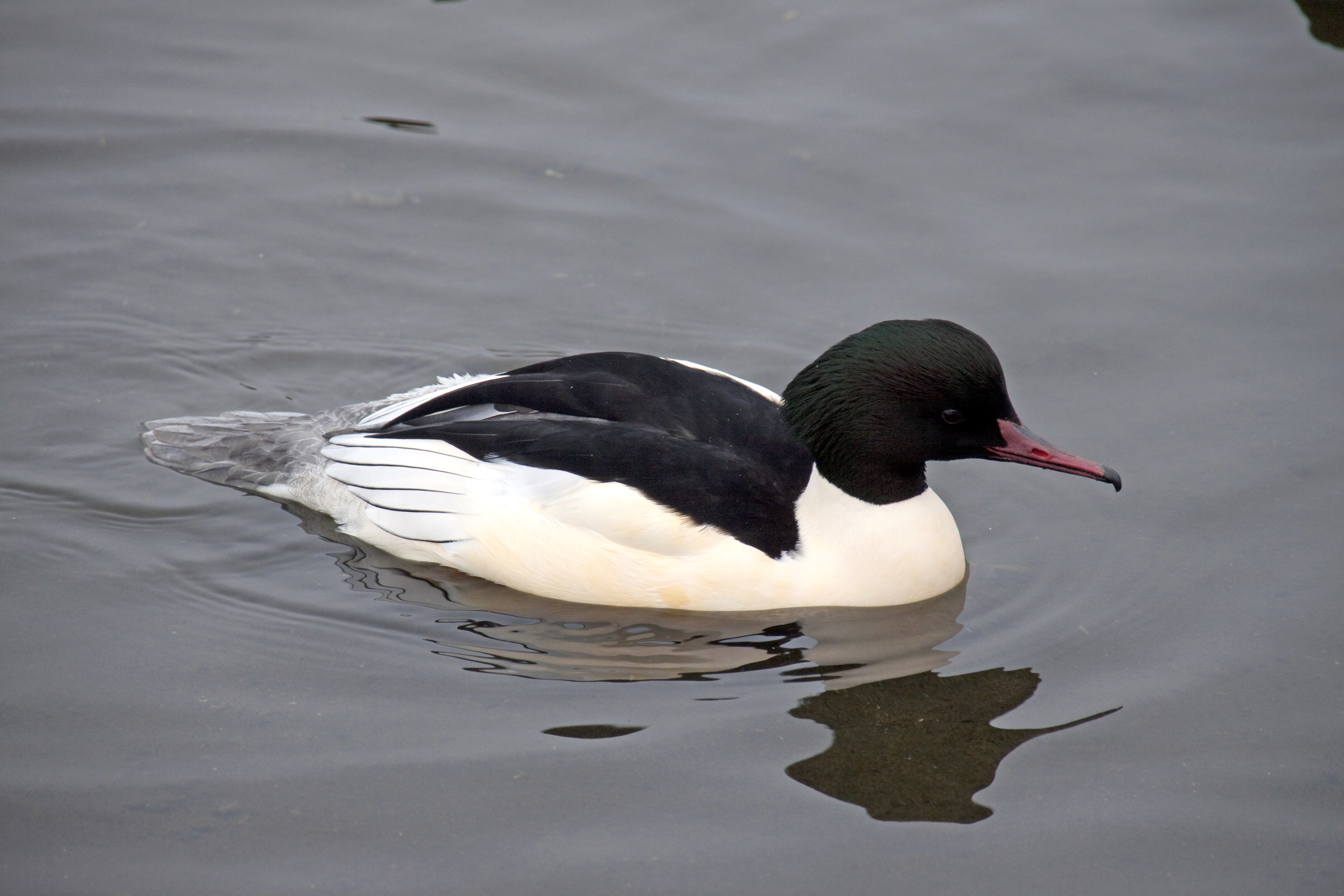 Common Merganser wallpaper